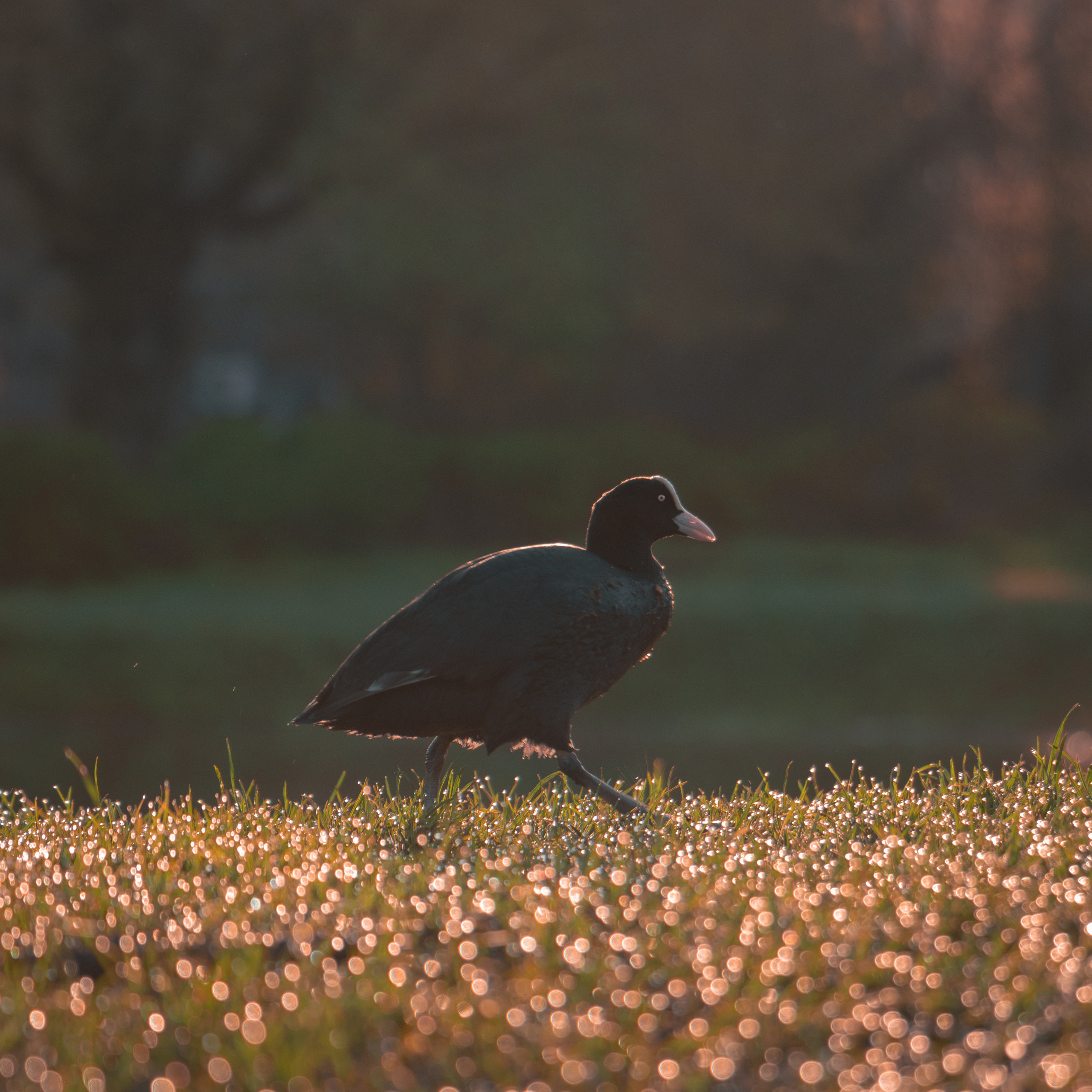 Nature. Portrait and Street photographer in Vilnius Edgar Shaipunas