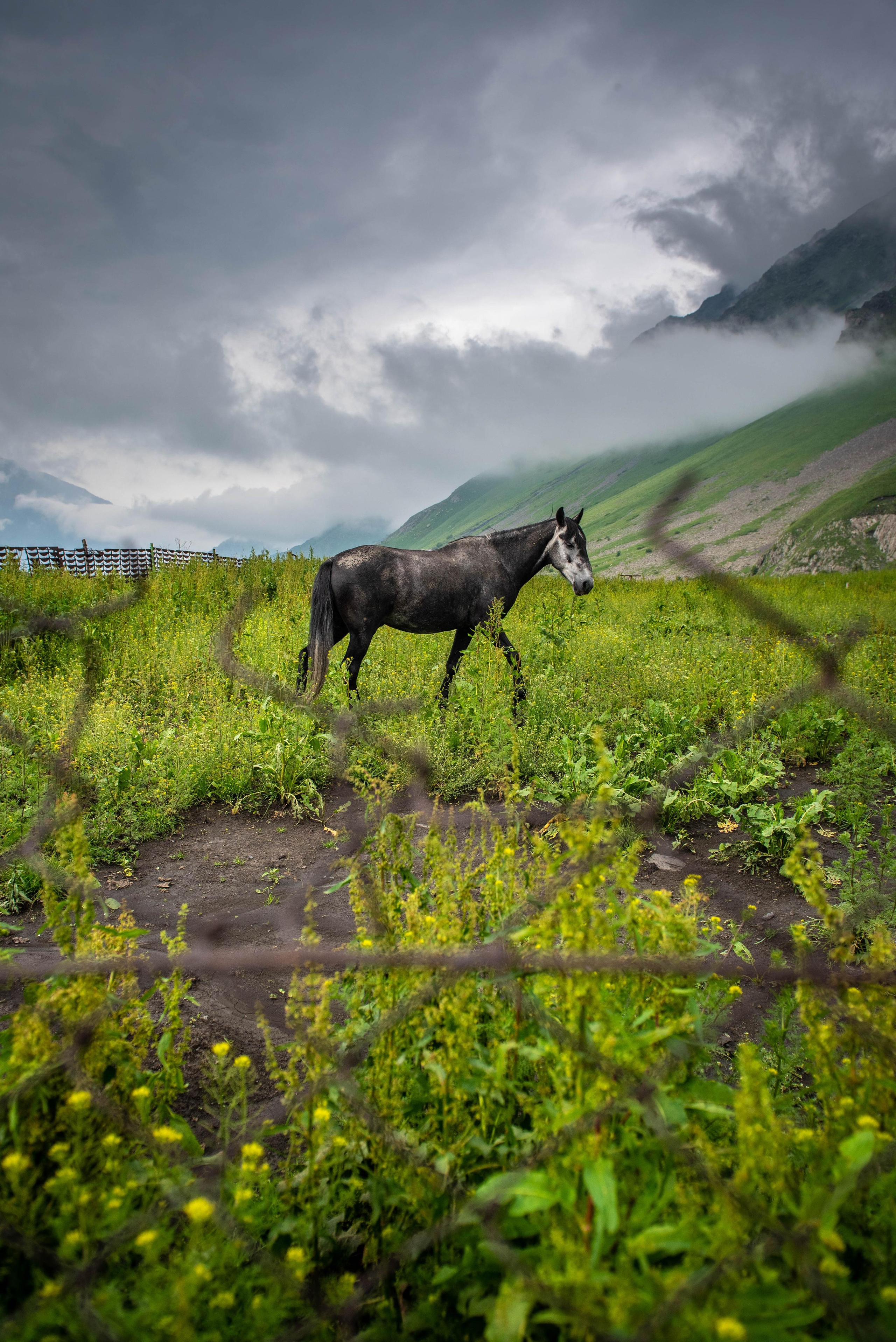 Kazbegi. Photographer in Tbilisi