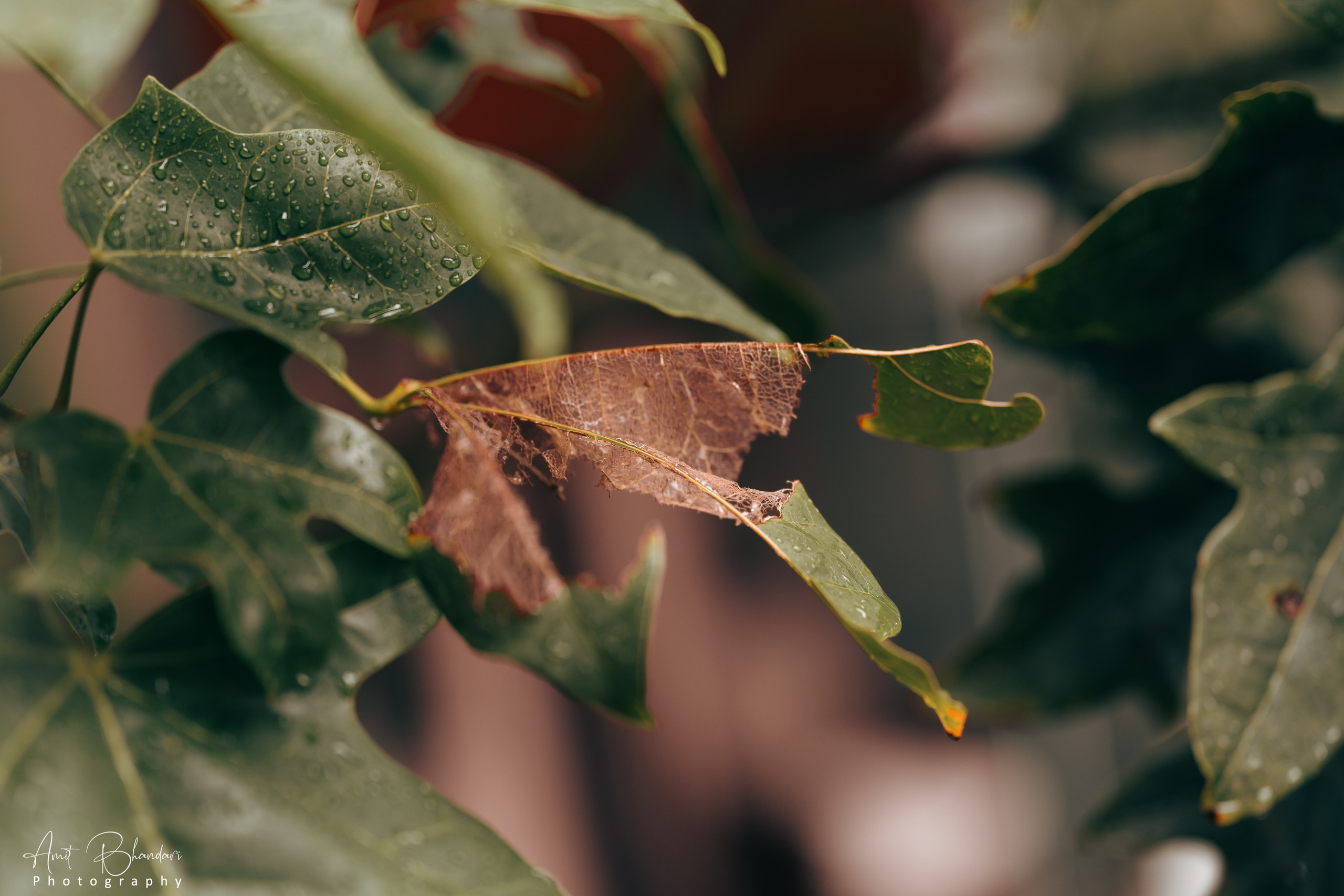 Nature. Freelance Photographer in Newcastle & Central Coast