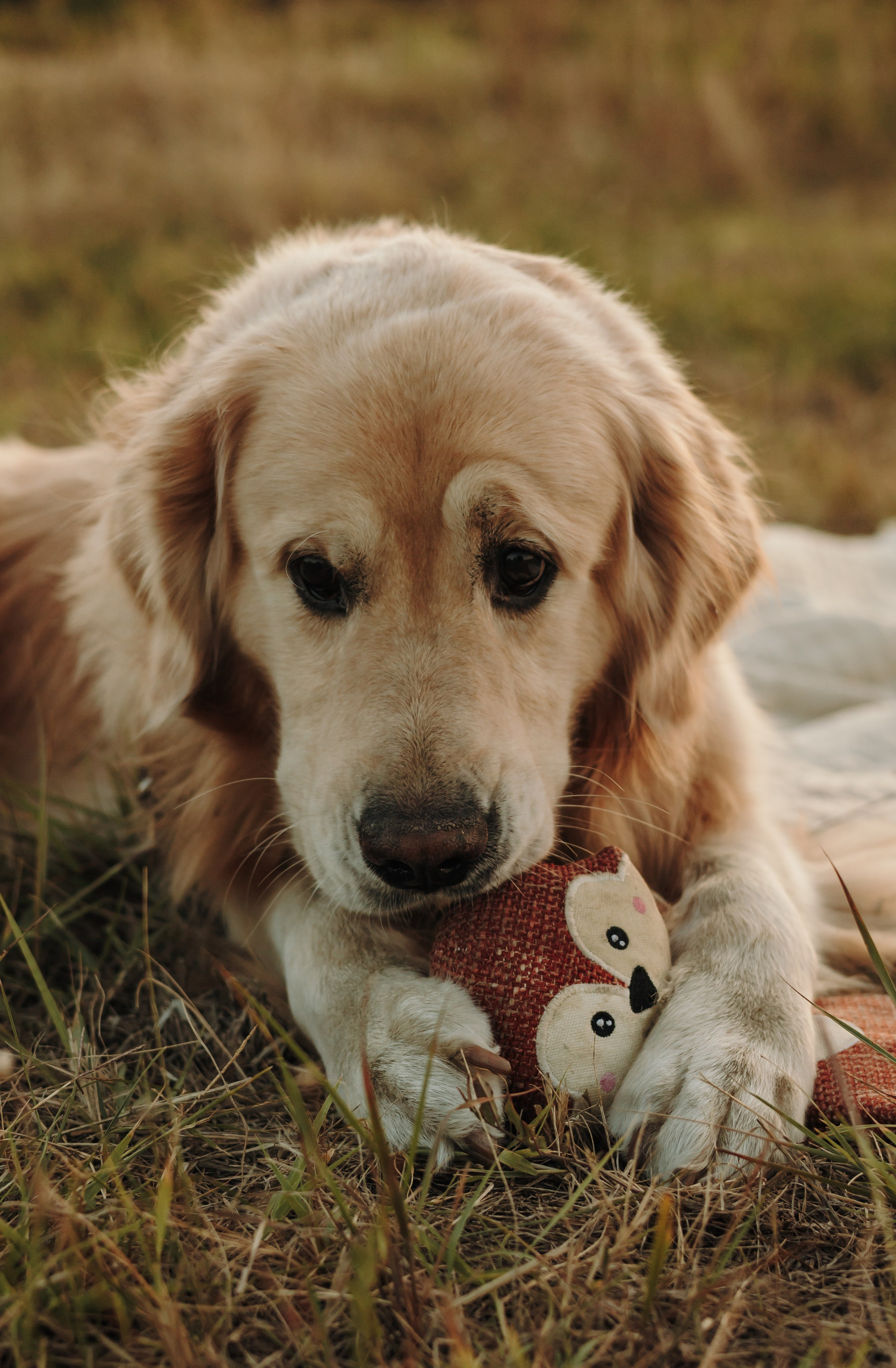 Катя и Бро. Фотограф-анималист | Белград
