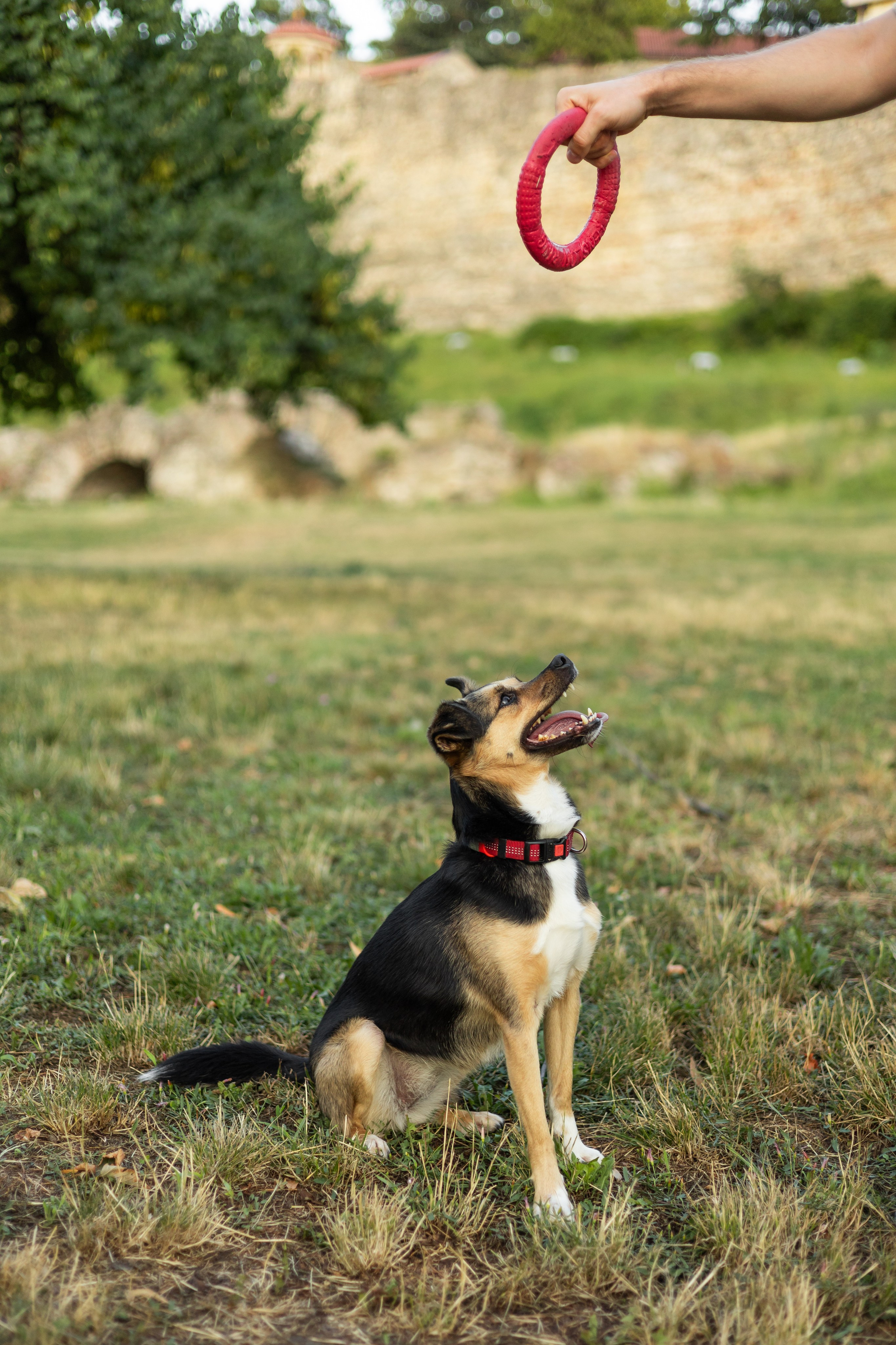 Настя, Денис и Мося. Фотограф-анималист | Белград