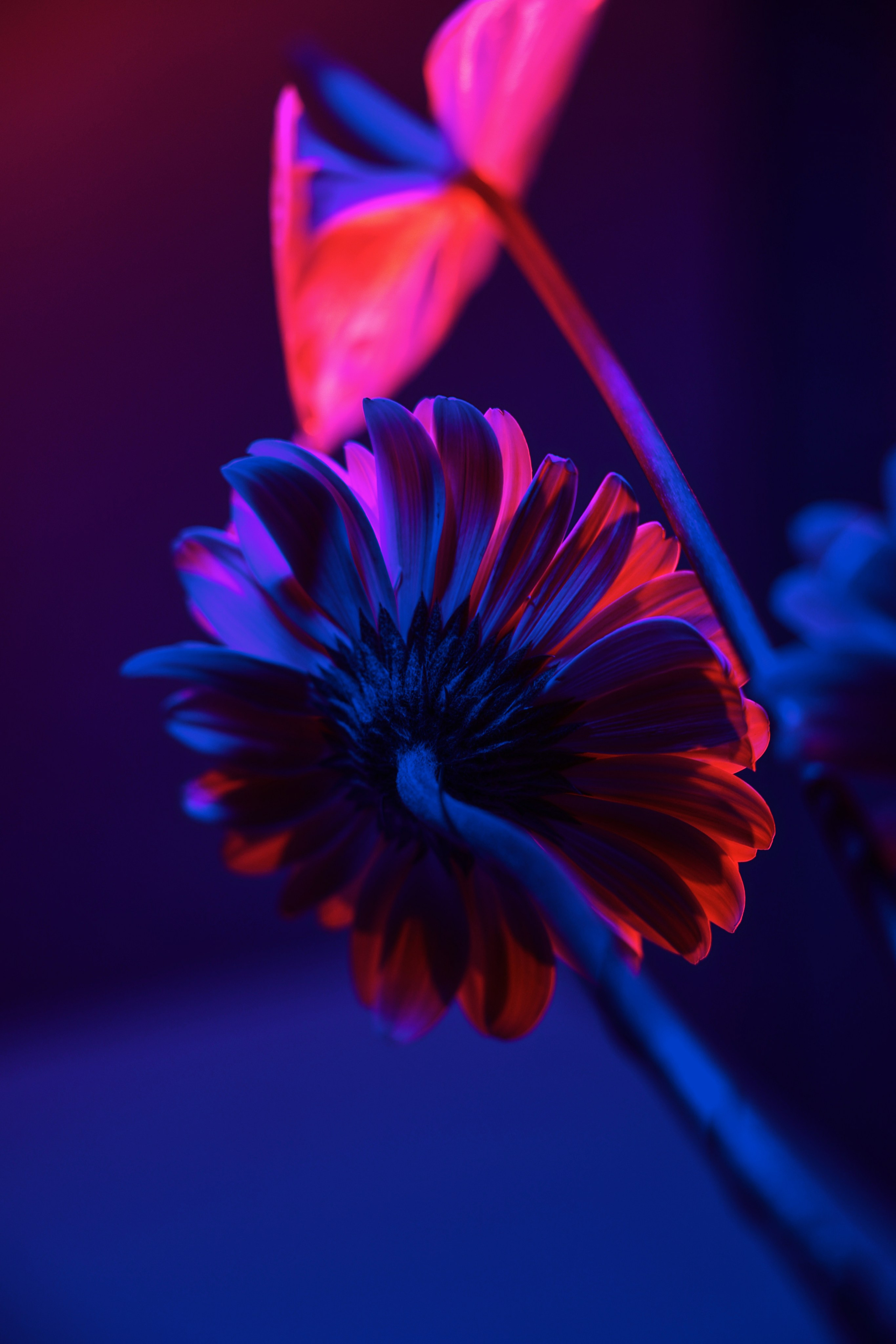 Fashion y moda Valencia. Huskov Stanislav - Fotógrafo Barcelona, Valencia, España