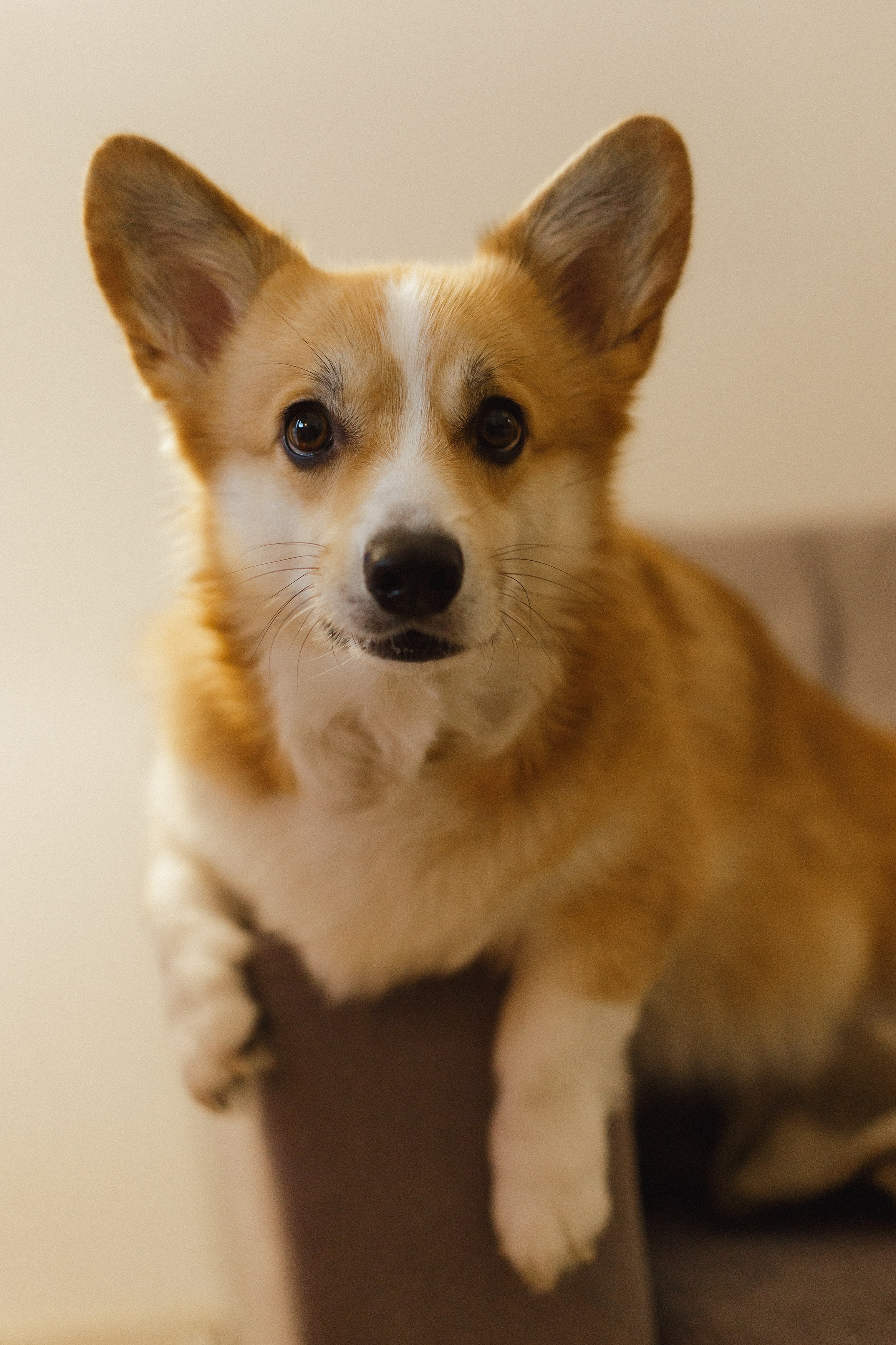 Dasha & Daisy. Kaja | fotograf psów we Wrocławiu