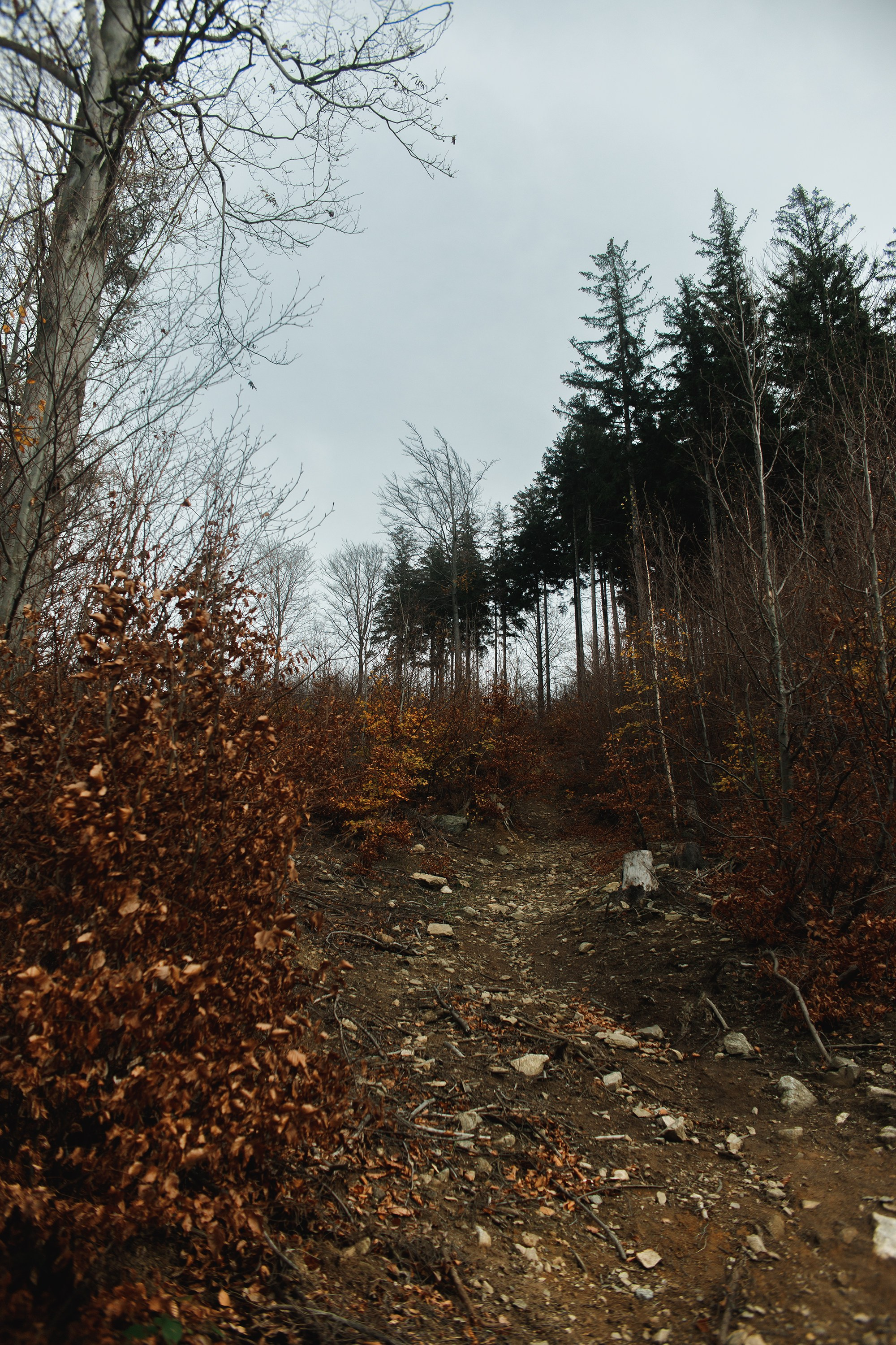 Sowie góry. Kaja | fotograf we Wrocławiu | ludzie i psy