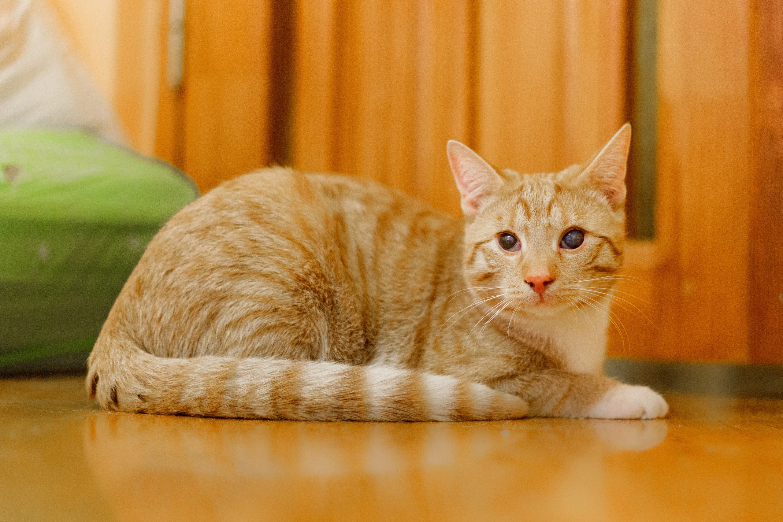 Cats for adoption. Kaja | fotograf we Wrocławiu | ludzie i psy