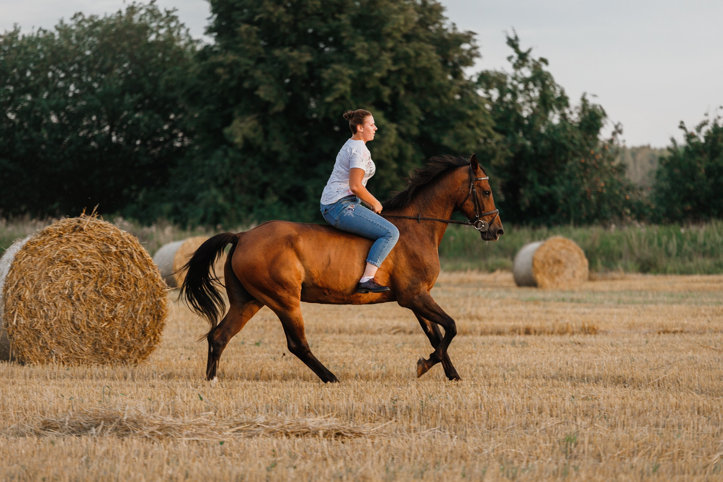 One sunset. Kaja | fotograf psów we Wrocławiu