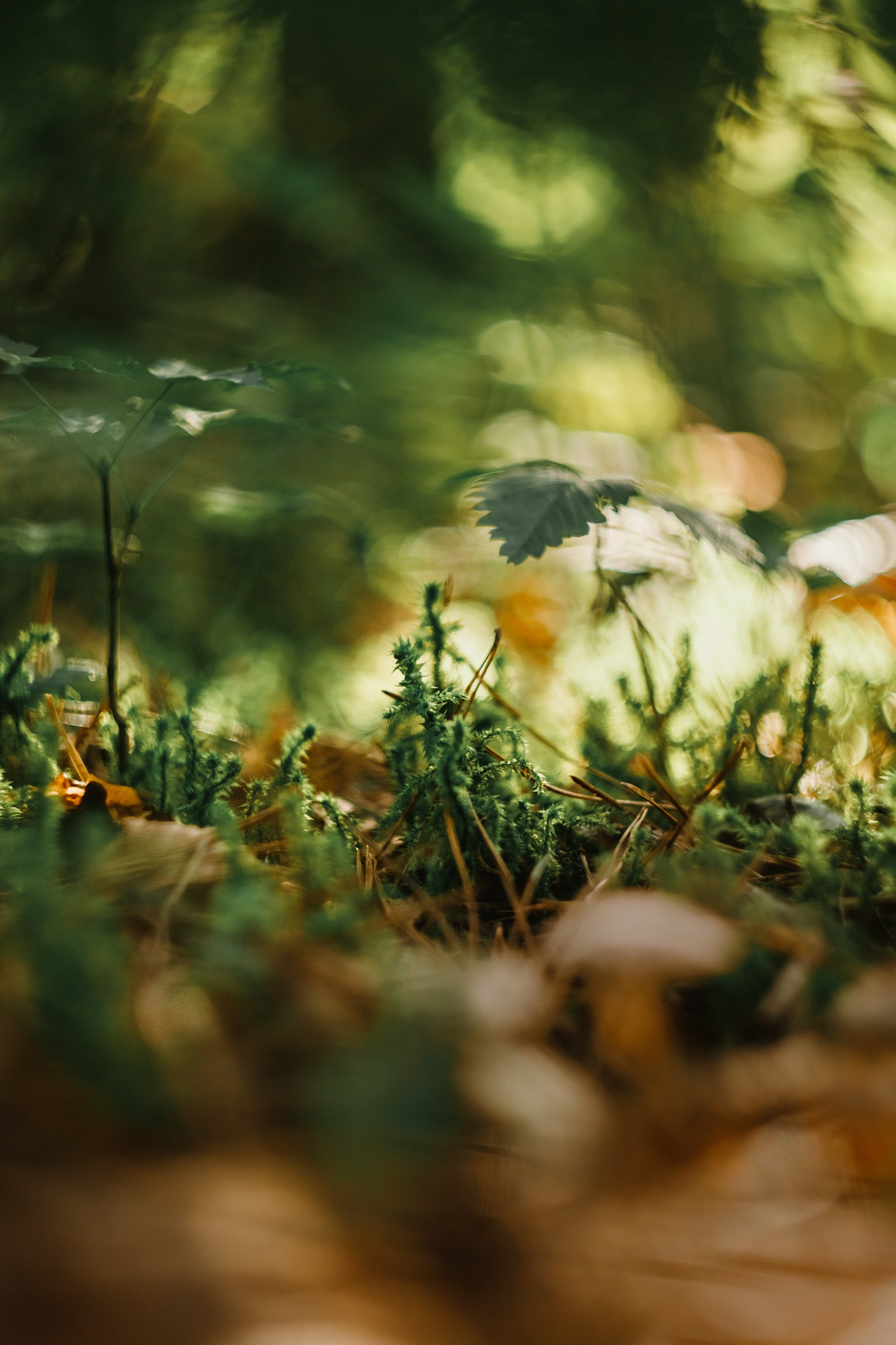 Grodno. Kaja | fotograf we Wrocławiu | ludzie i psy