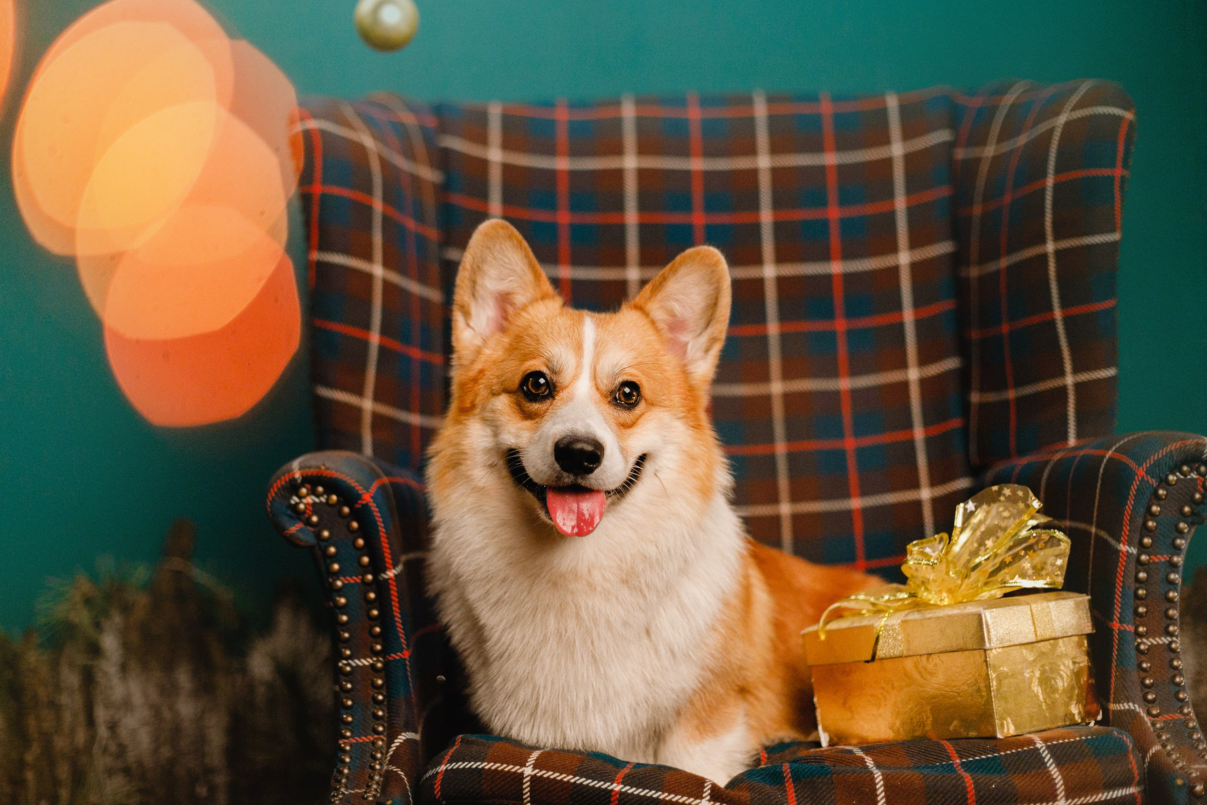 New Year corgis in studio. Kaja | fotograf we Wrocławiu | ludzie i psy