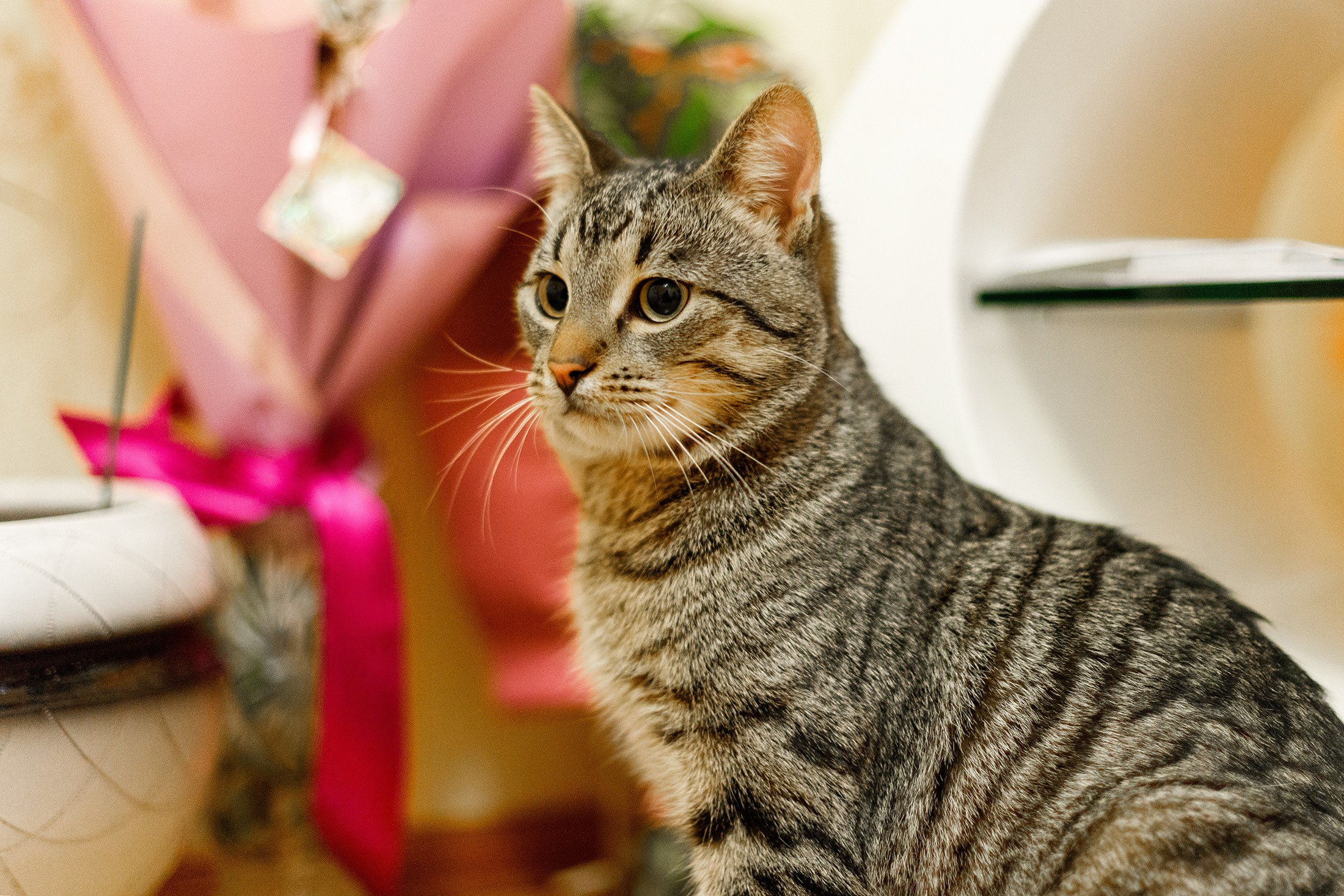 Cats for adoption. Kaja | fotograf we Wrocławiu | ludzie i psy