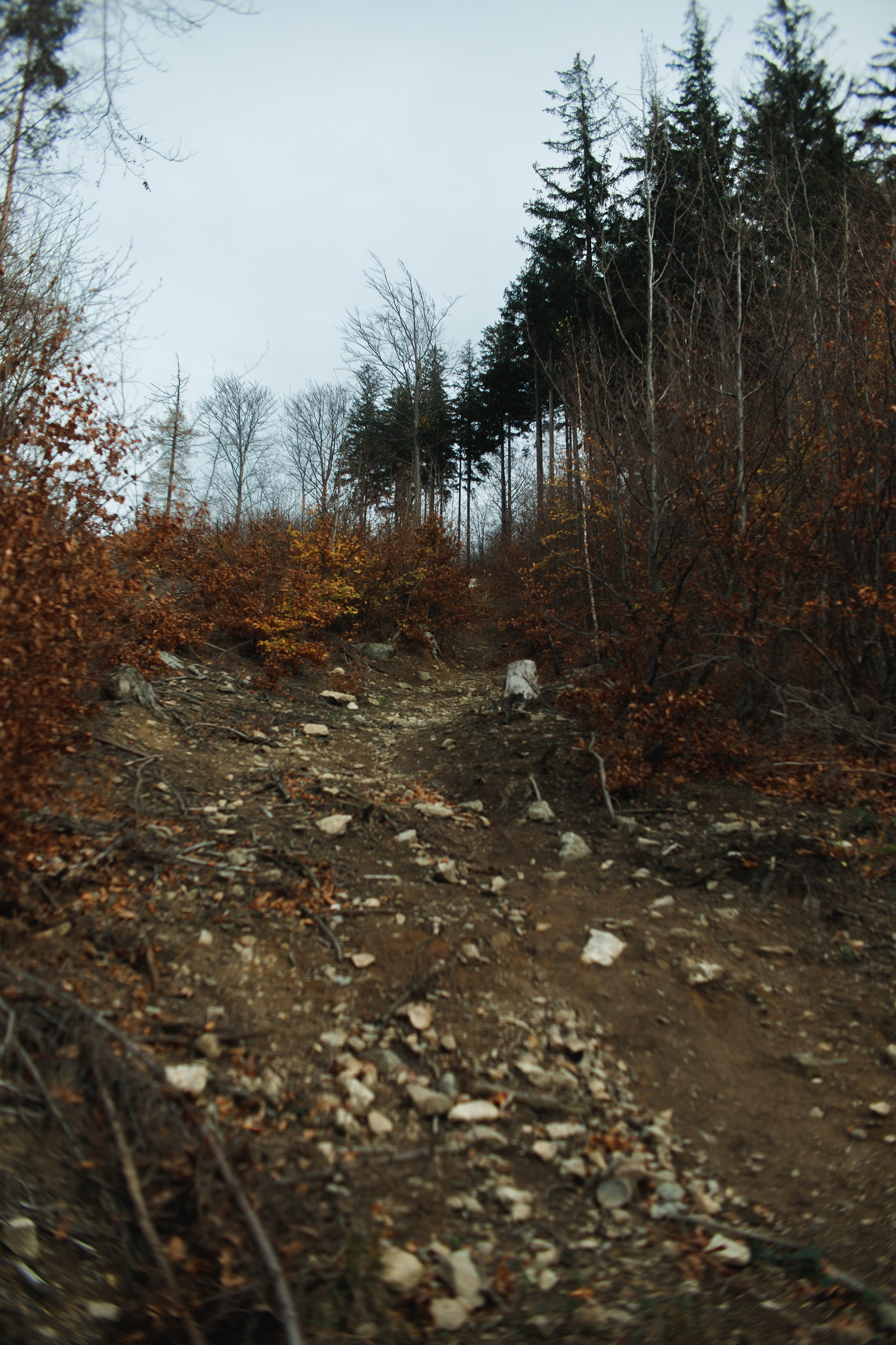 Sowie góry. Kaja | fotograf we Wrocławiu | ludzie i psy