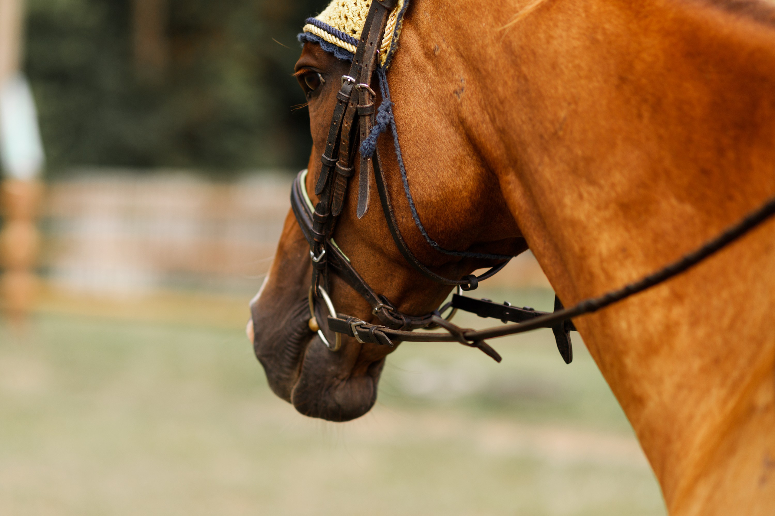 Girls & horses, summer. Kaja | fotograf psów we Wrocławiu