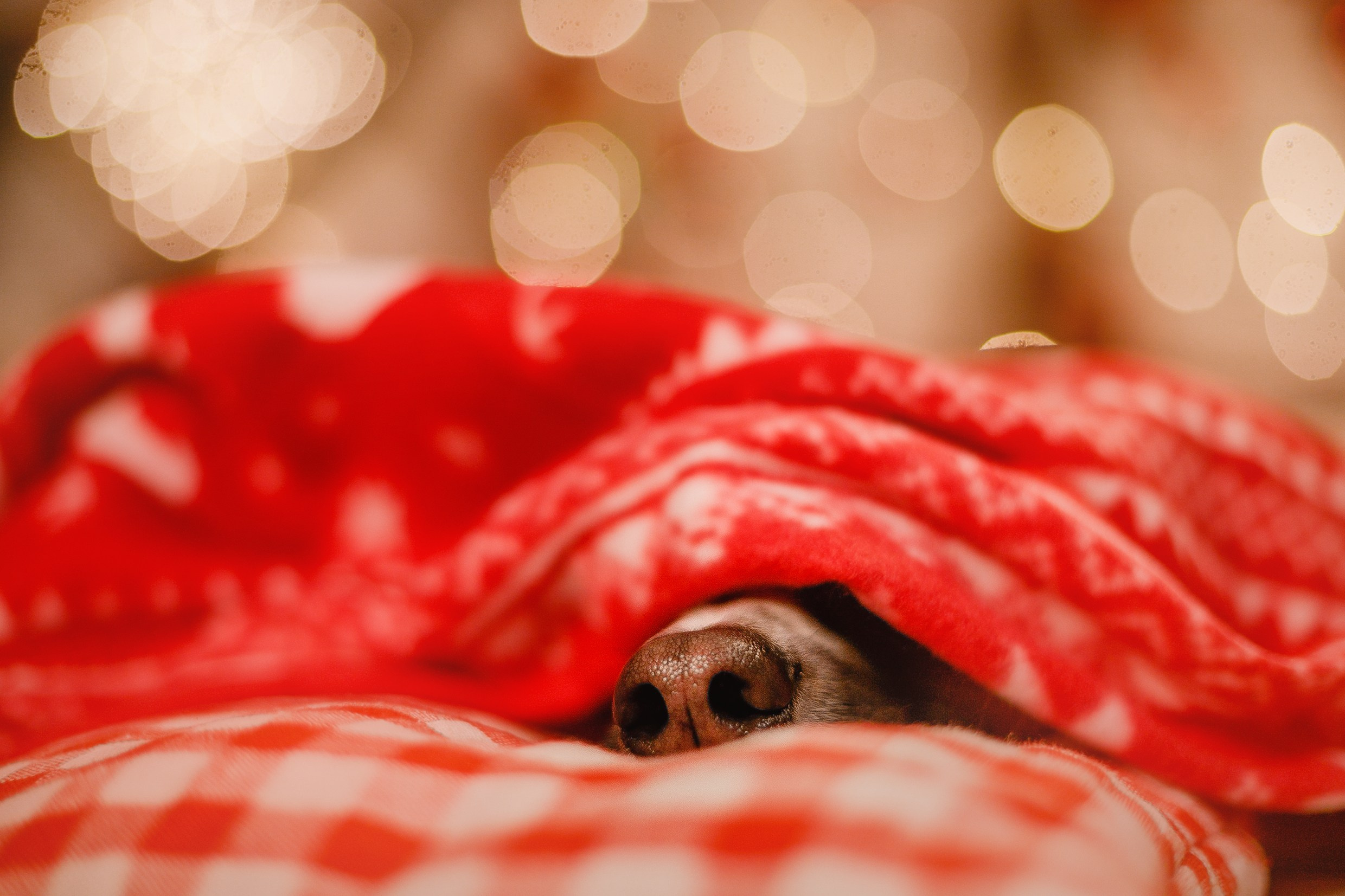 Lana, Edgar and Mucha | new year studio. Kaja | fotograf psów we Wrocławiu