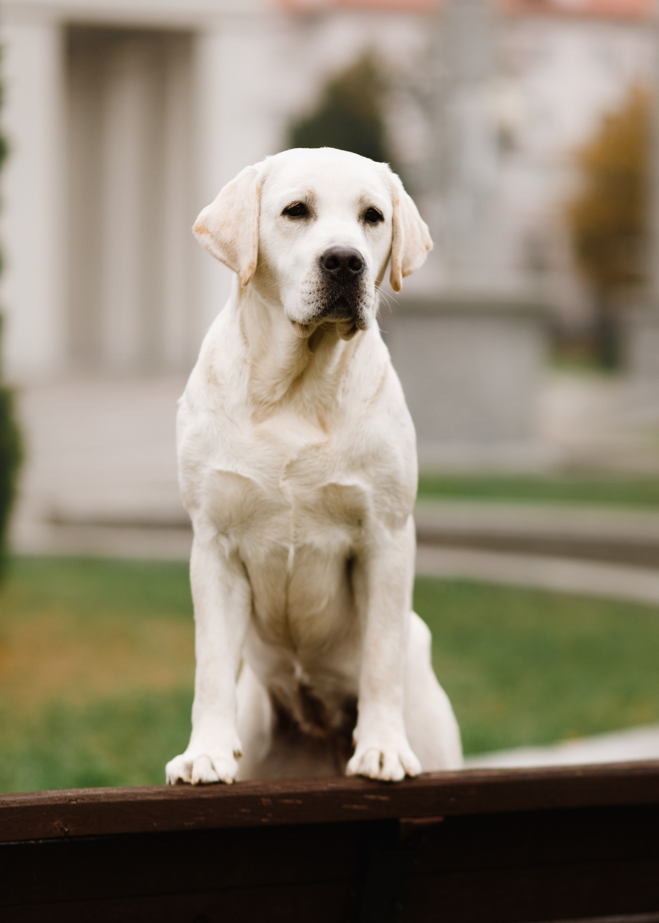 Tatiana & Tessa. Kaja | fotograf we Wrocławiu | ludzie i psy
