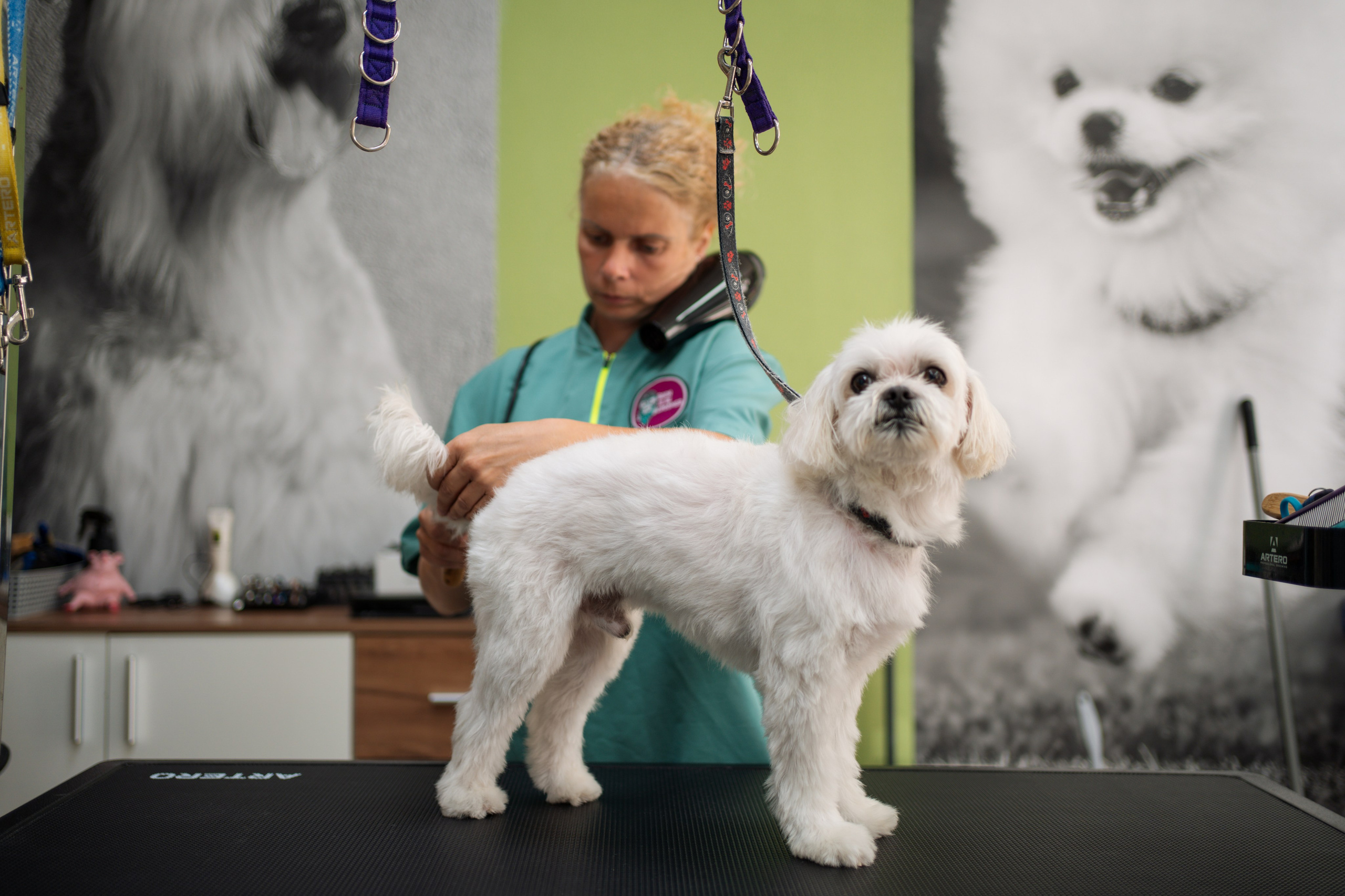 PetGroom Timisoara. Cozac Cristian Photographer