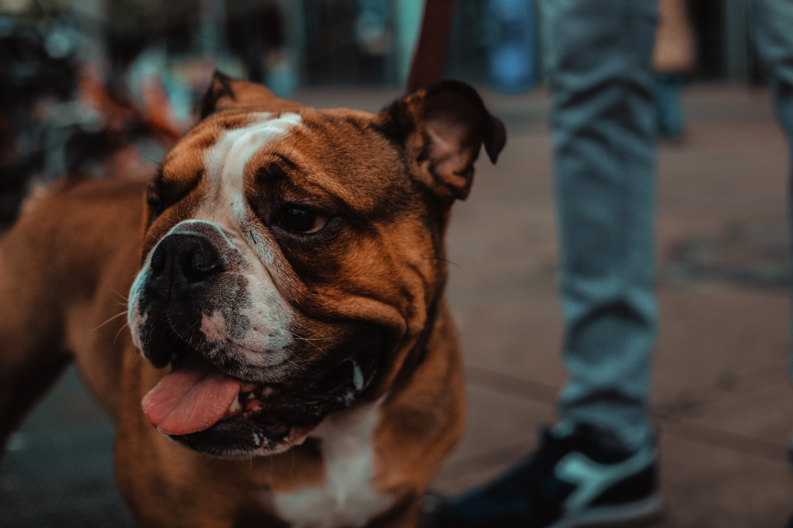 Wild Animals & Pets. Mario Jelikic Photography