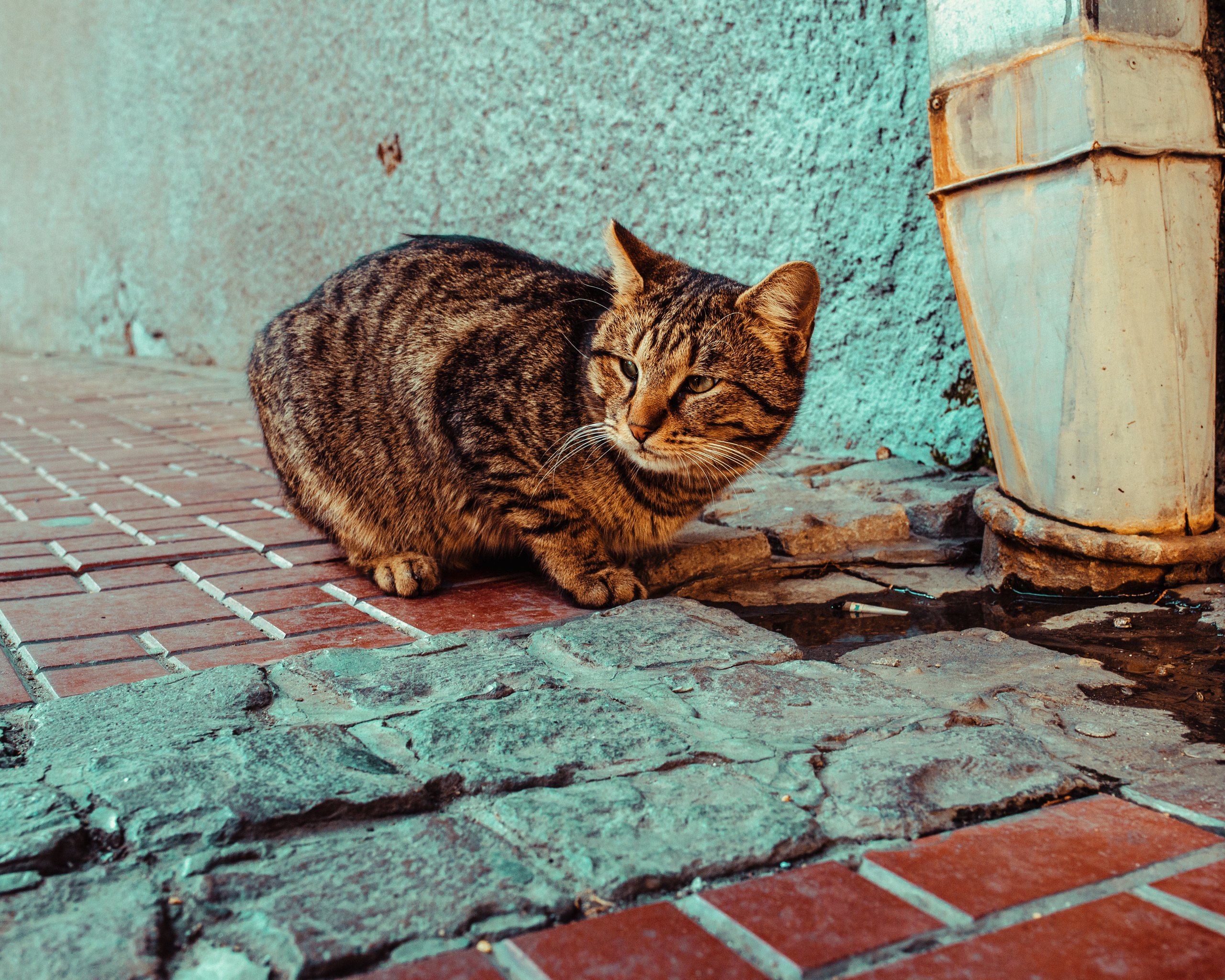 Wild Animals & Pets. Mario Jelikic Photography