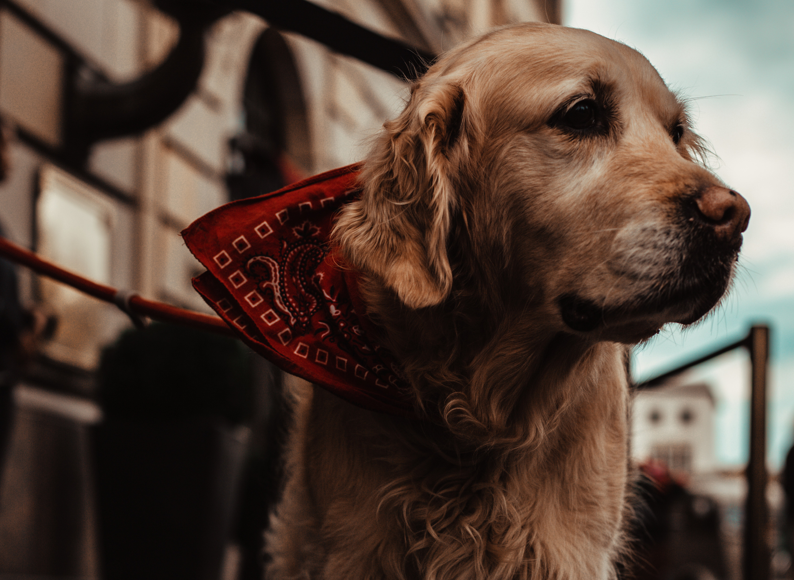 Wild Animals & Pets. Mario Jelikic Photography