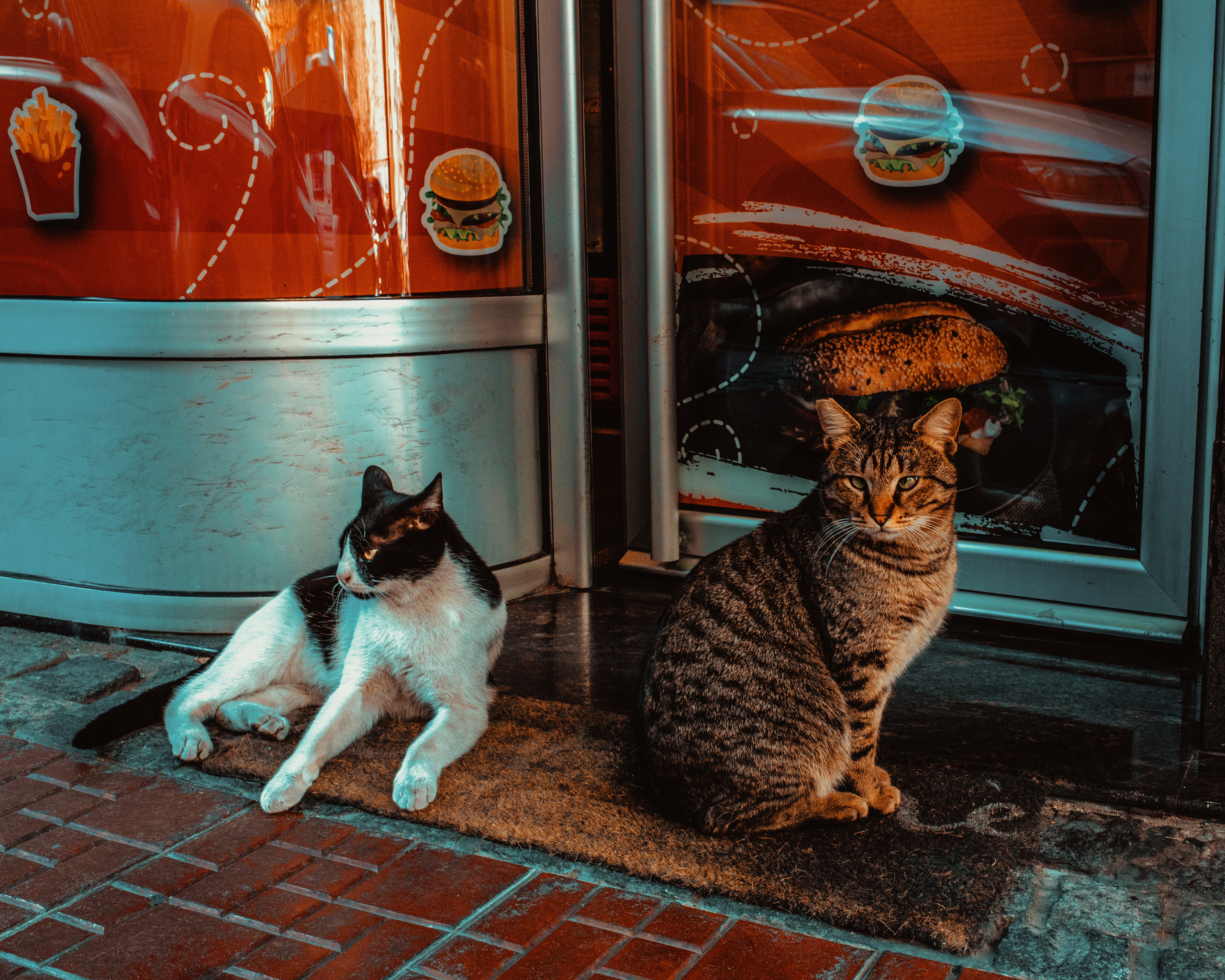 Wild Animals & Pets. Mario Jelikic Photography