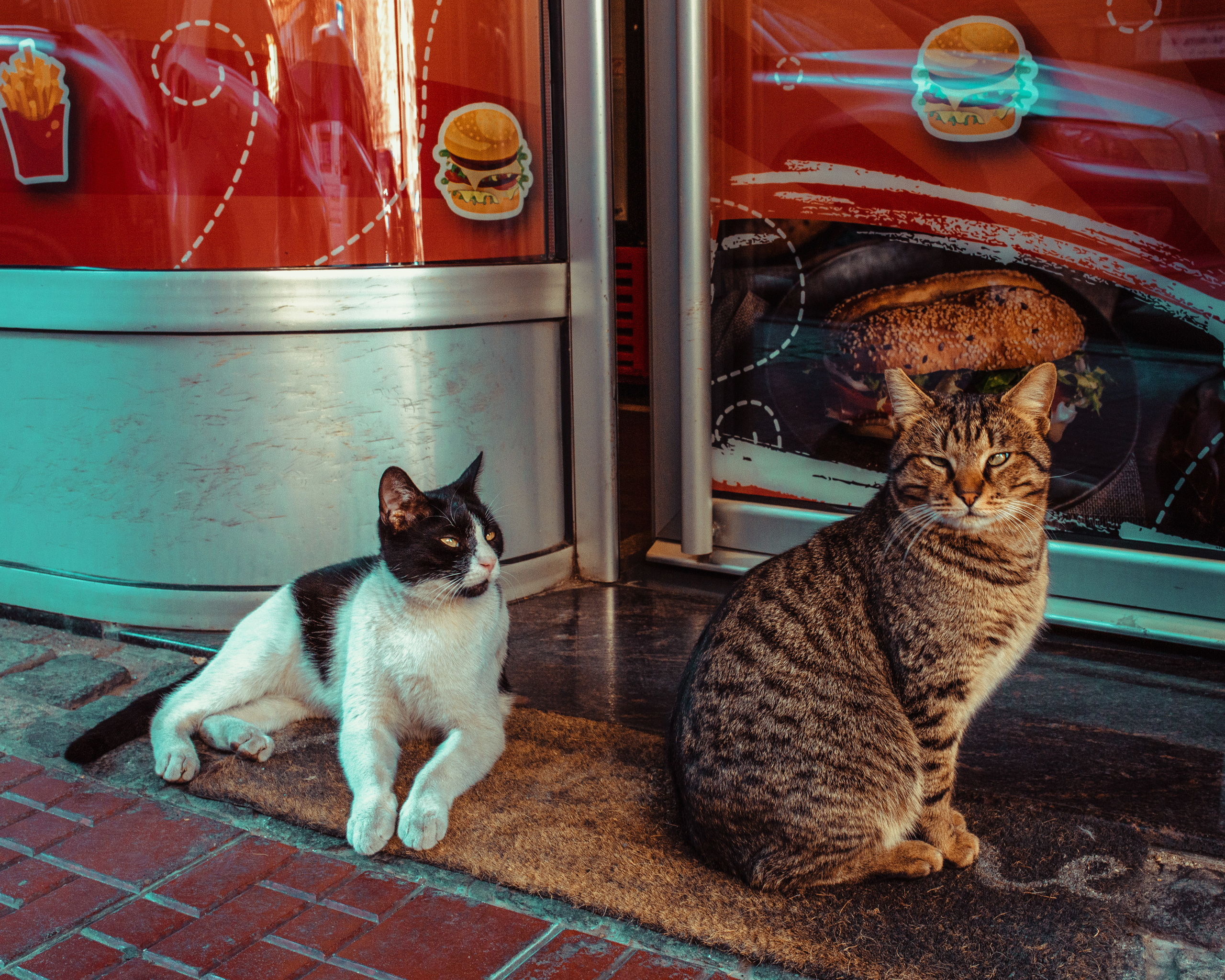 Wild Animals & Pets. Mario Jelikic Photography