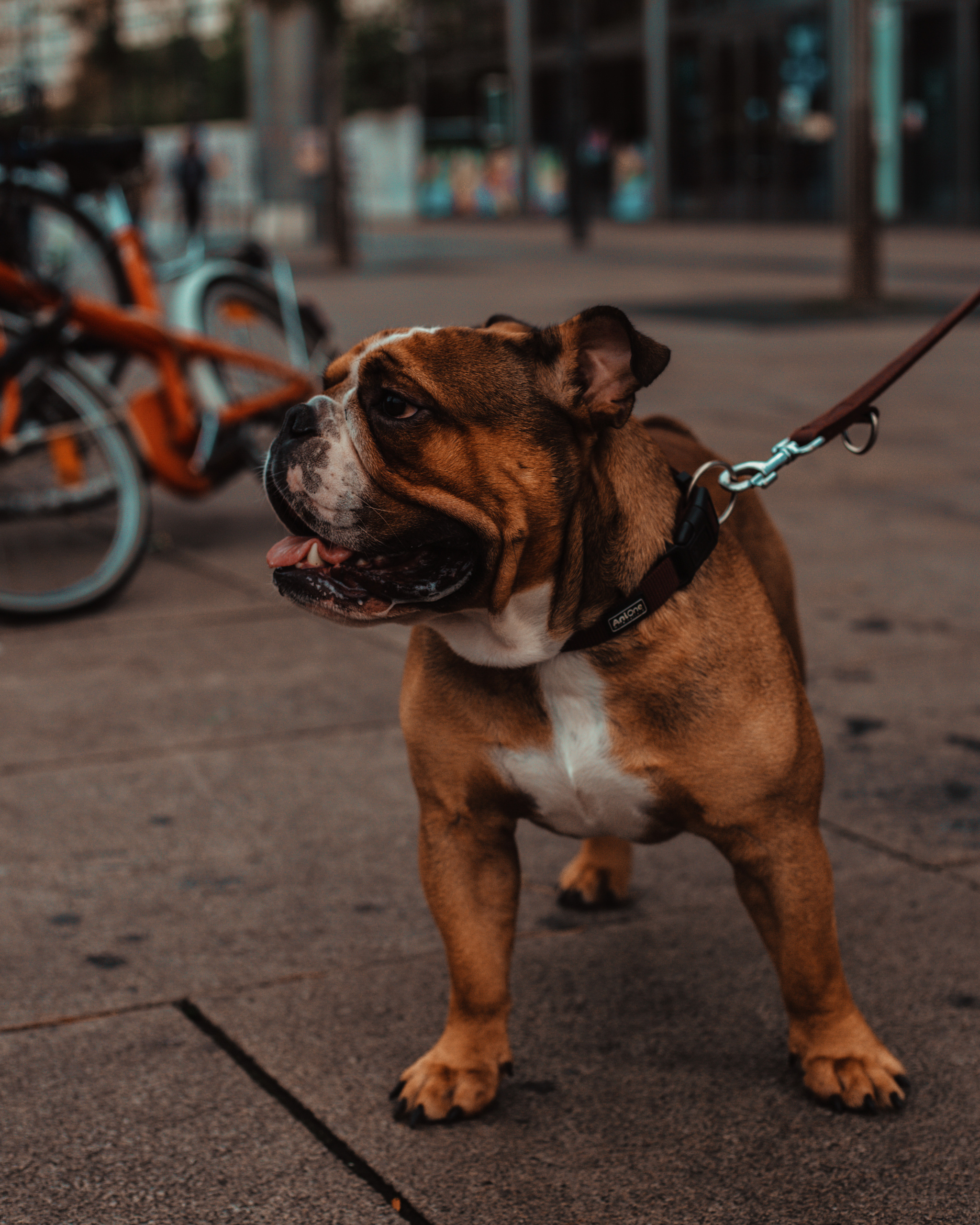 Wild Animals & Pets. Mario Jelikic Photography