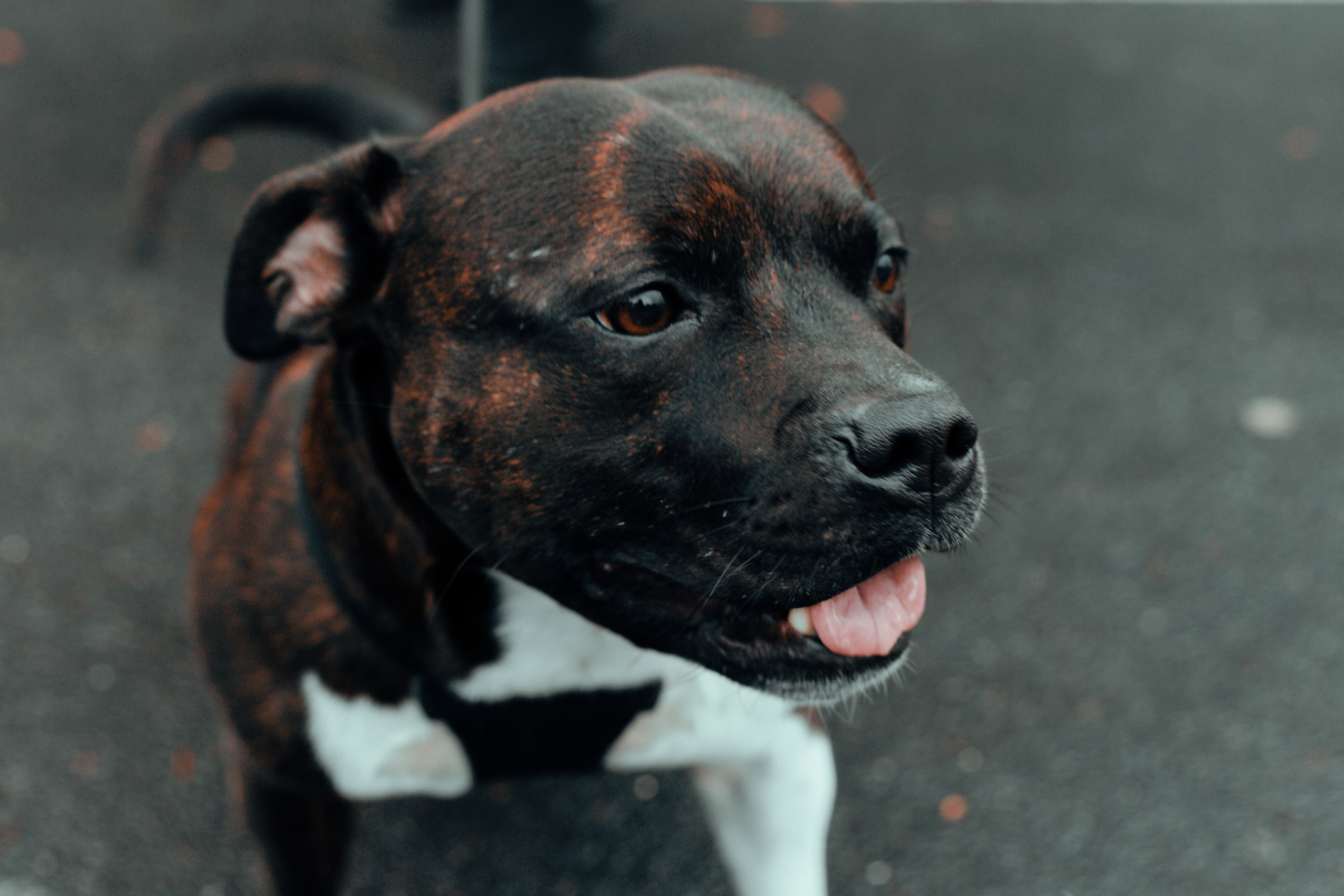 Wild Animals & Pets. Mario Jelikic Photography