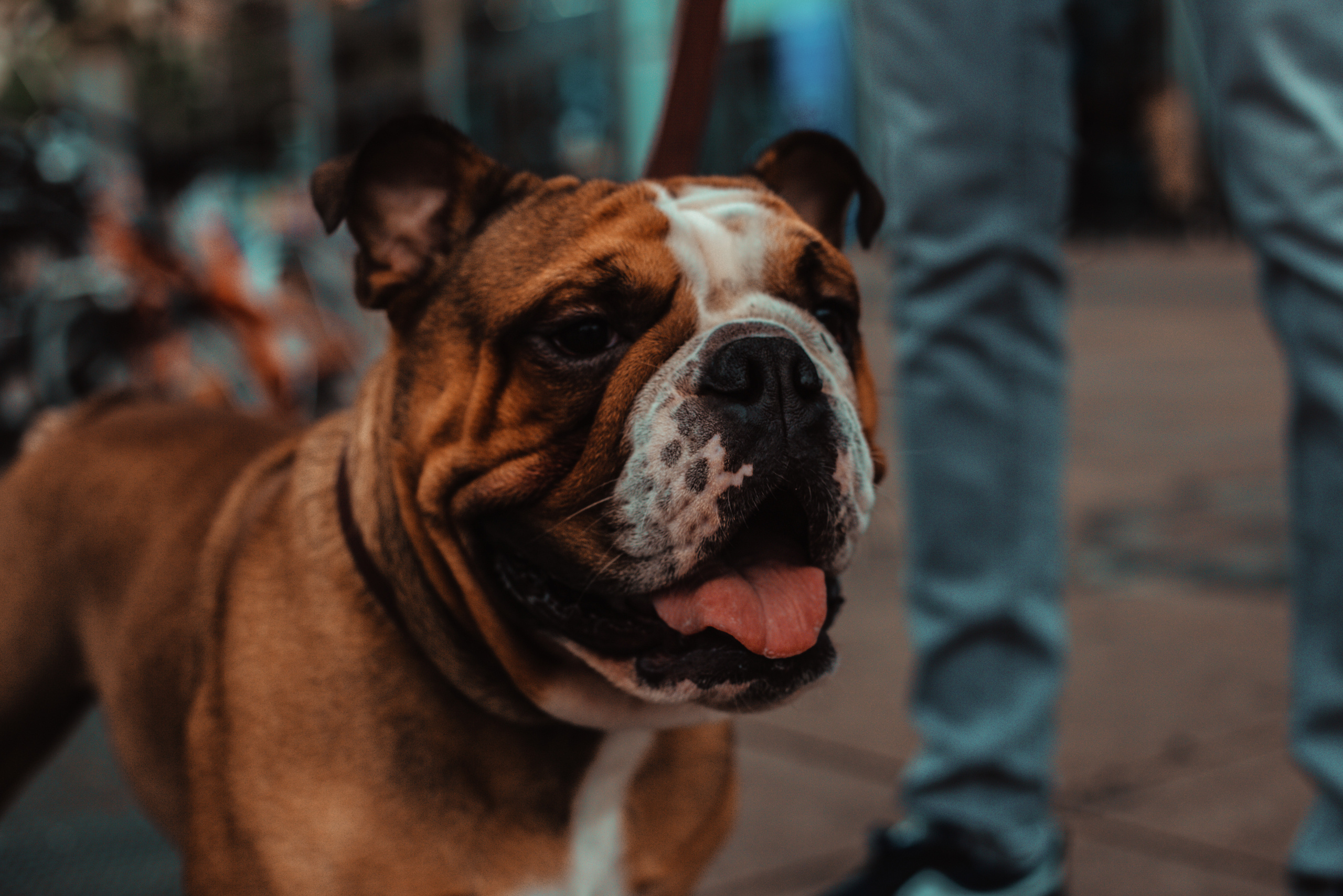 Wild Animals & Pets. Mario Jelikic Photography