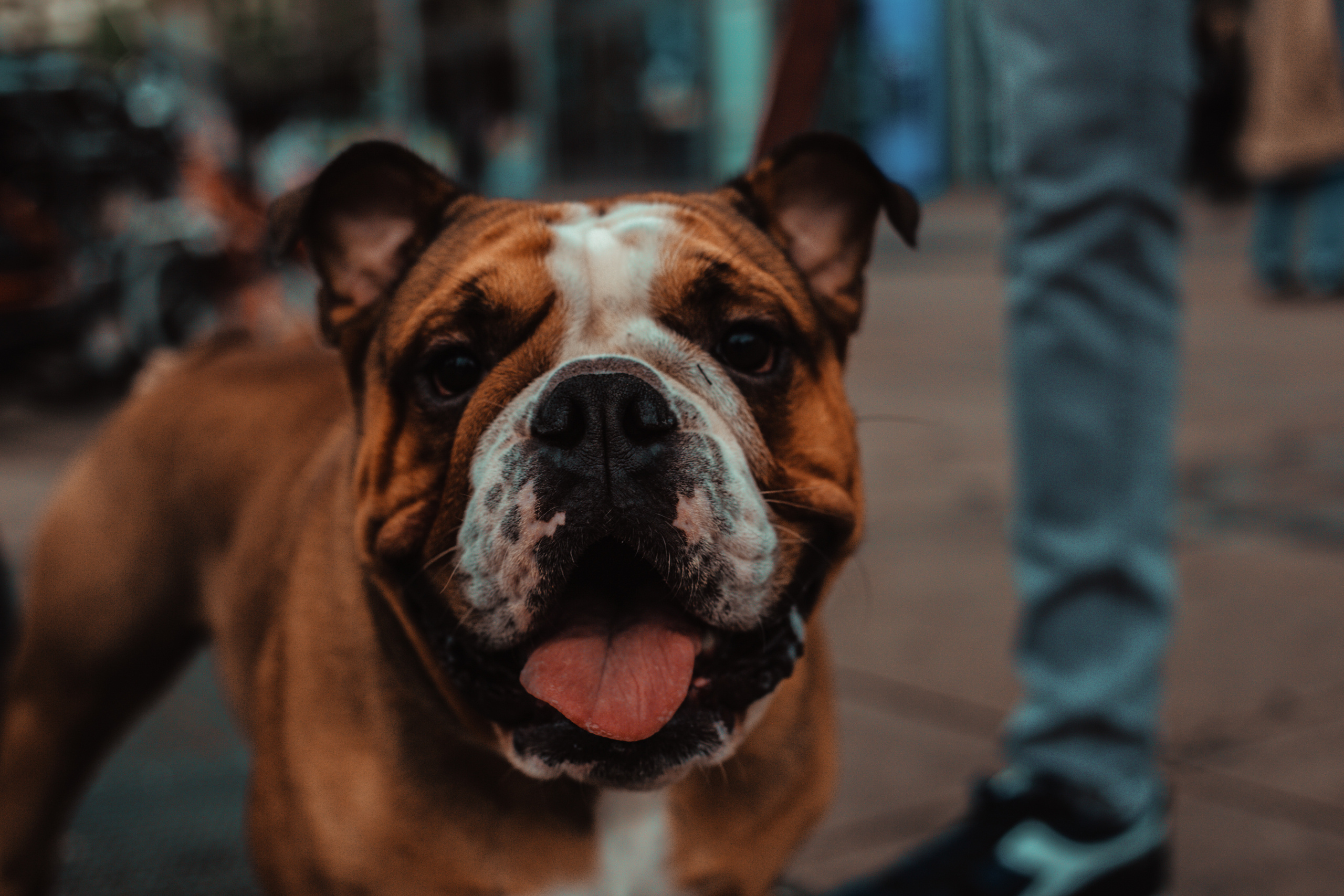 Wild Animals & Pets. Mario Jelikic Photography