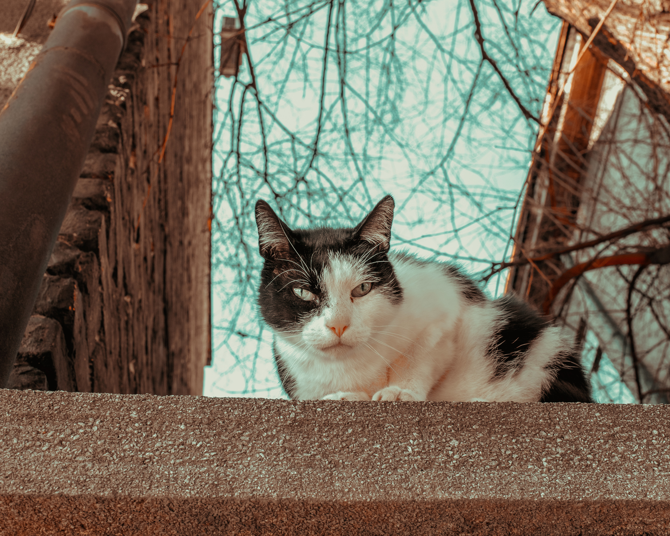 Wild Animals & Pets. Mario Jelikic Photography