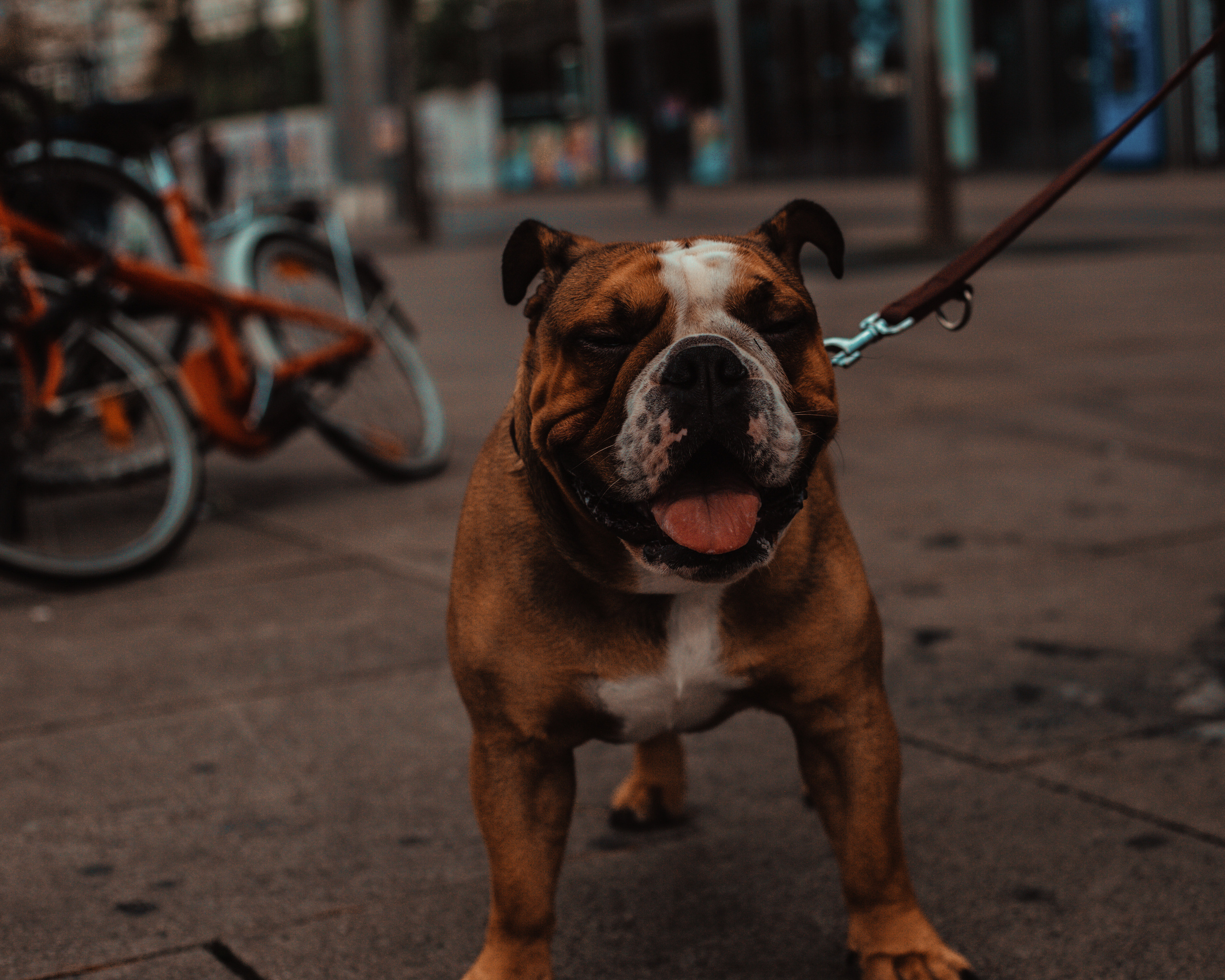 Wild Animals & Pets. Mario Jelikic Photography