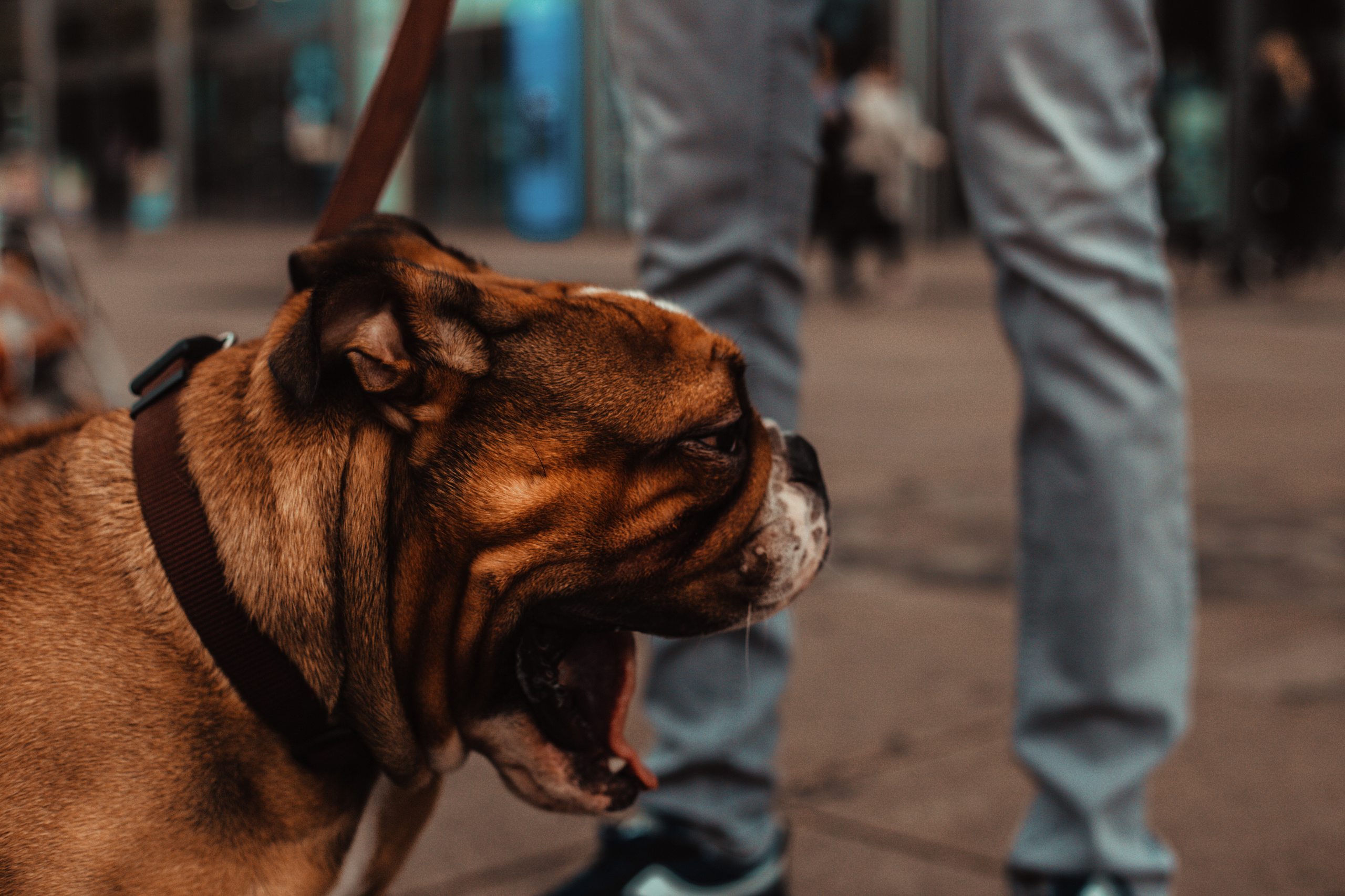 Wild Animals & Pets. Mario Jelikic Photography