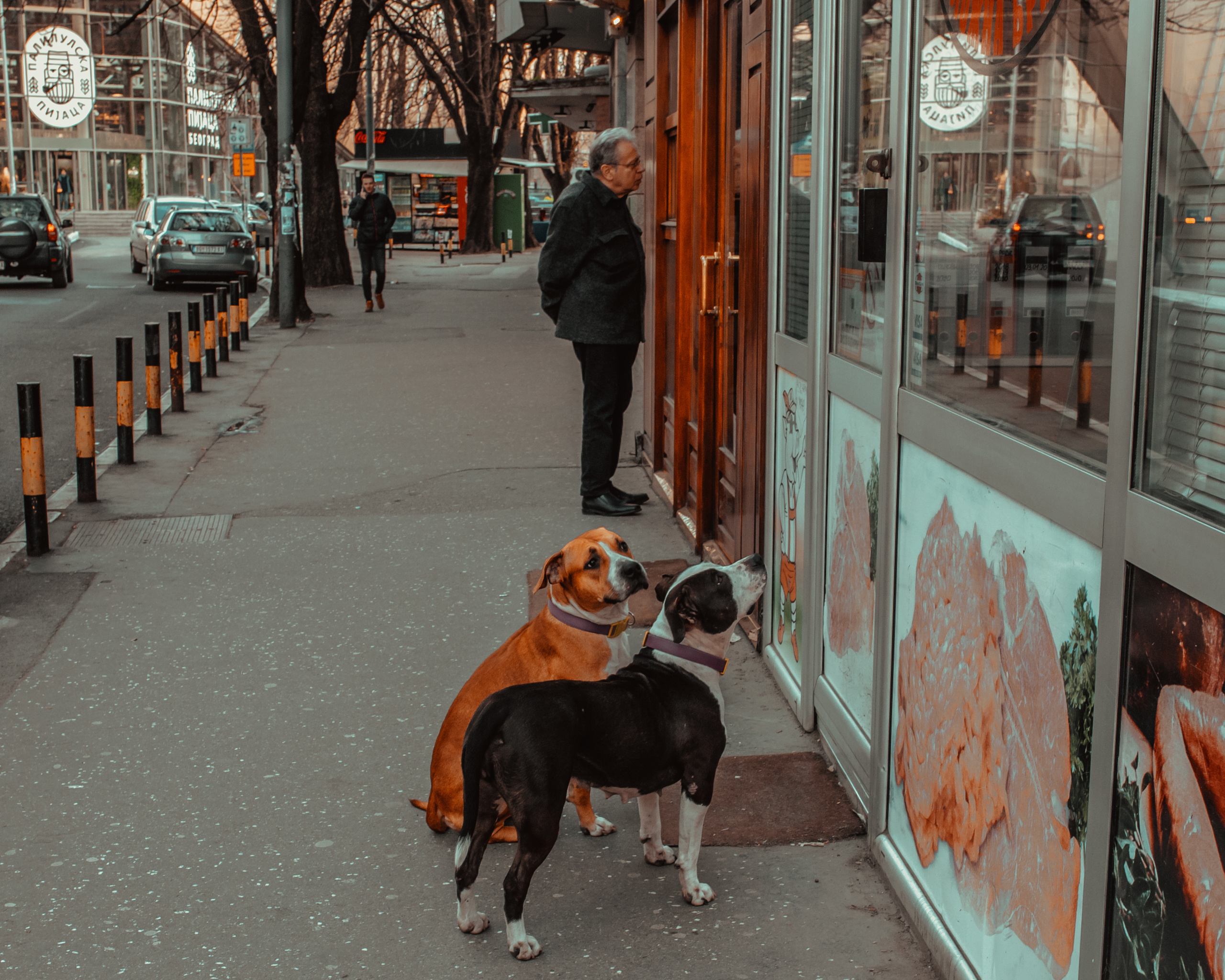 Wild Animals & Pets. Mario Jelikic Photography