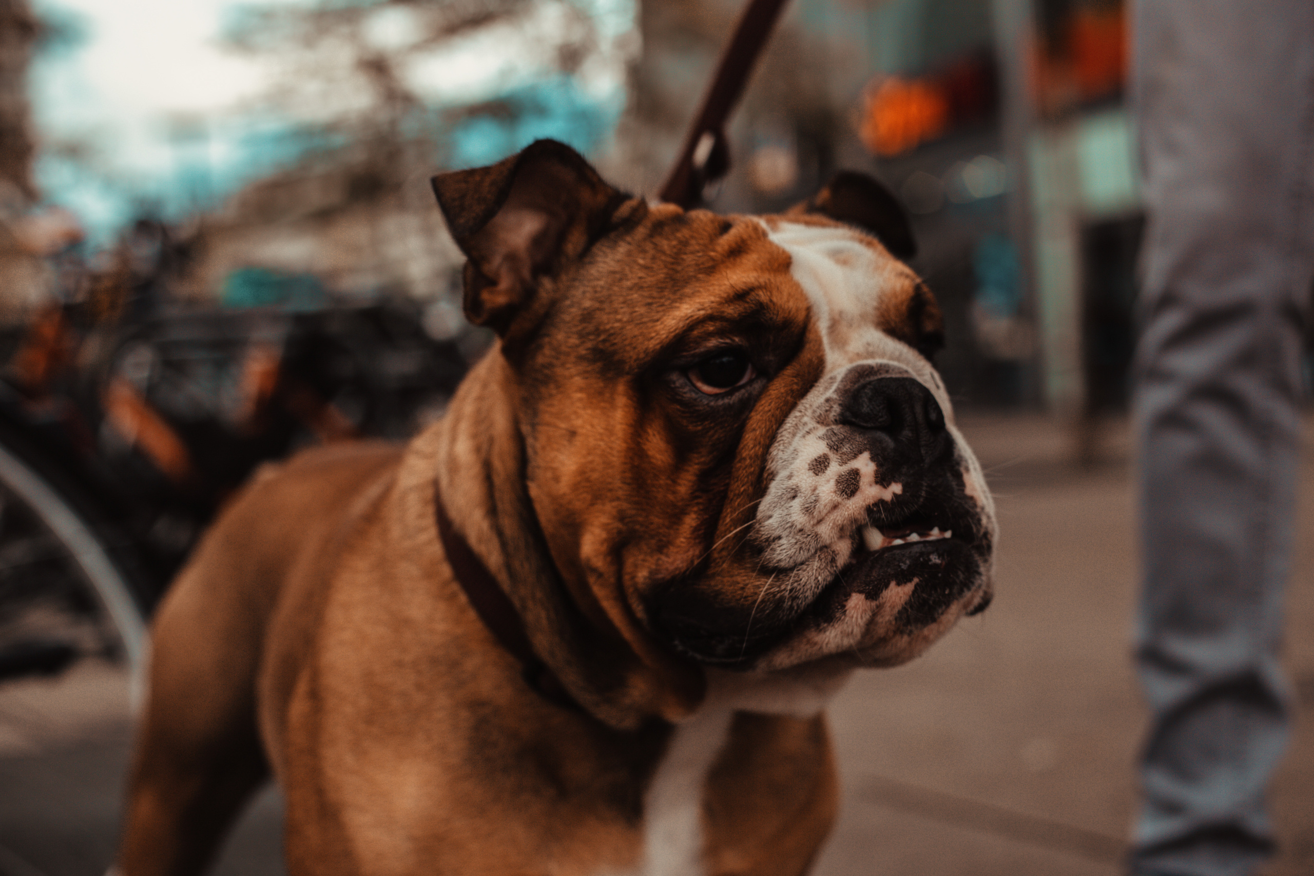 Wild Animals & Pets. Mario Jelikic Photography