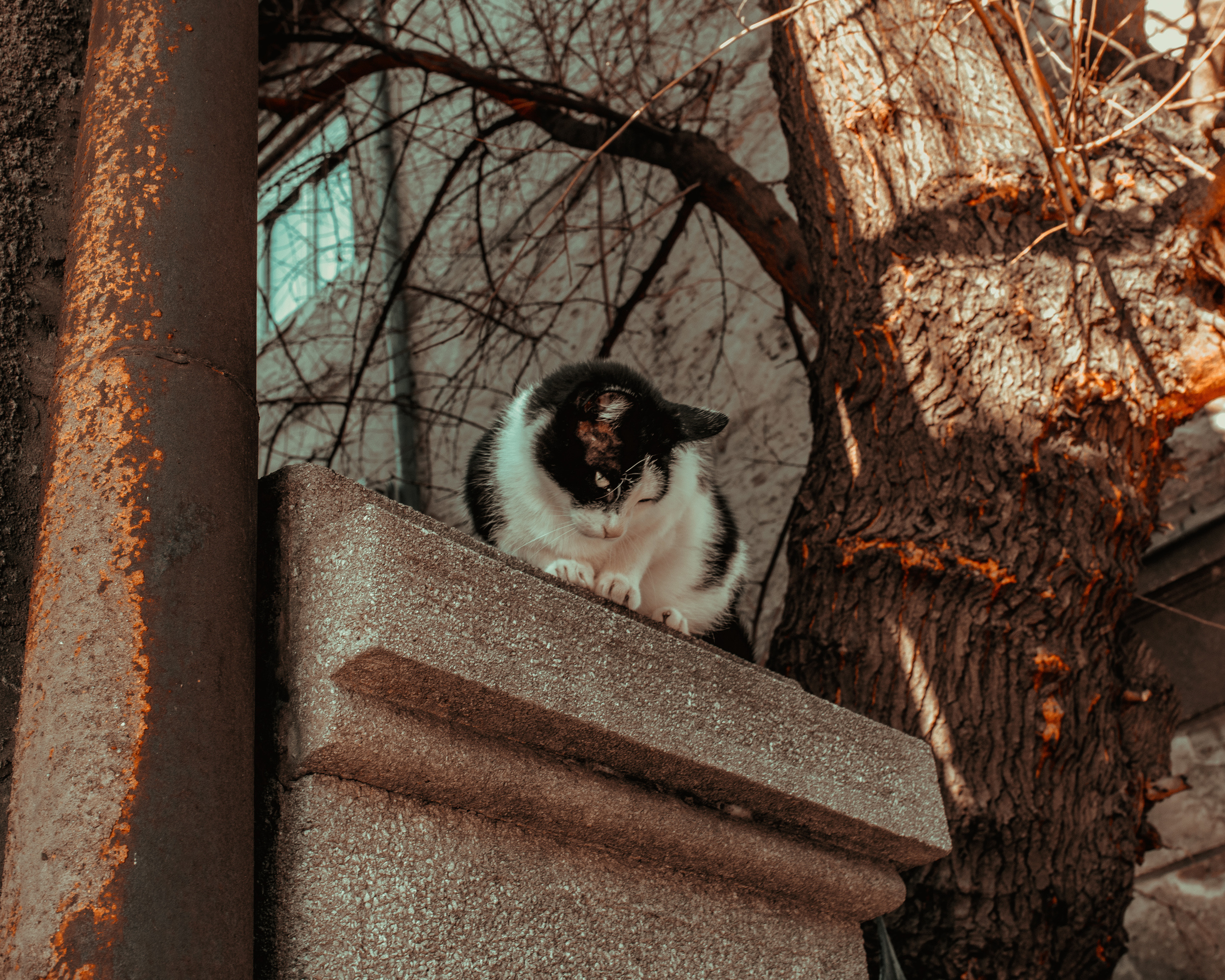 Wild Animals & Pets. Mario Jelikic Photography