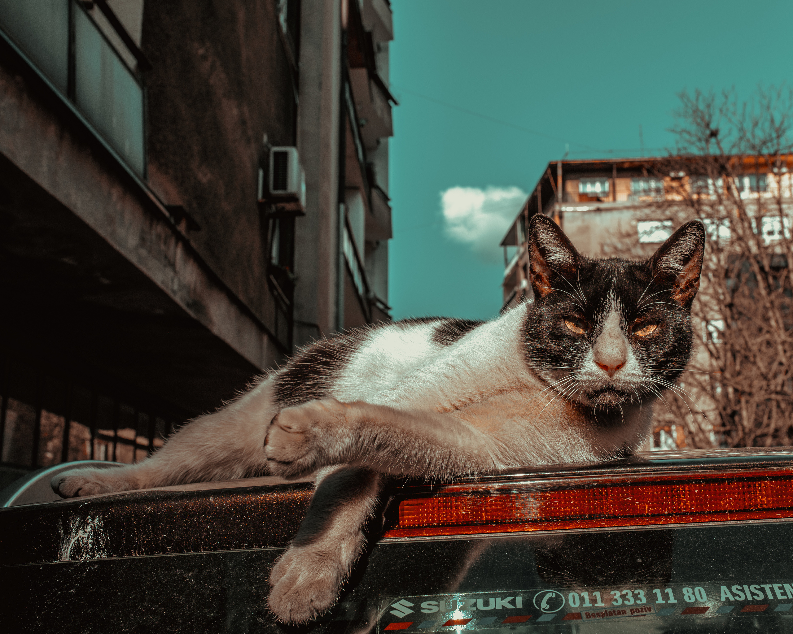 Wild Animals & Pets. Mario Jelikic Photography