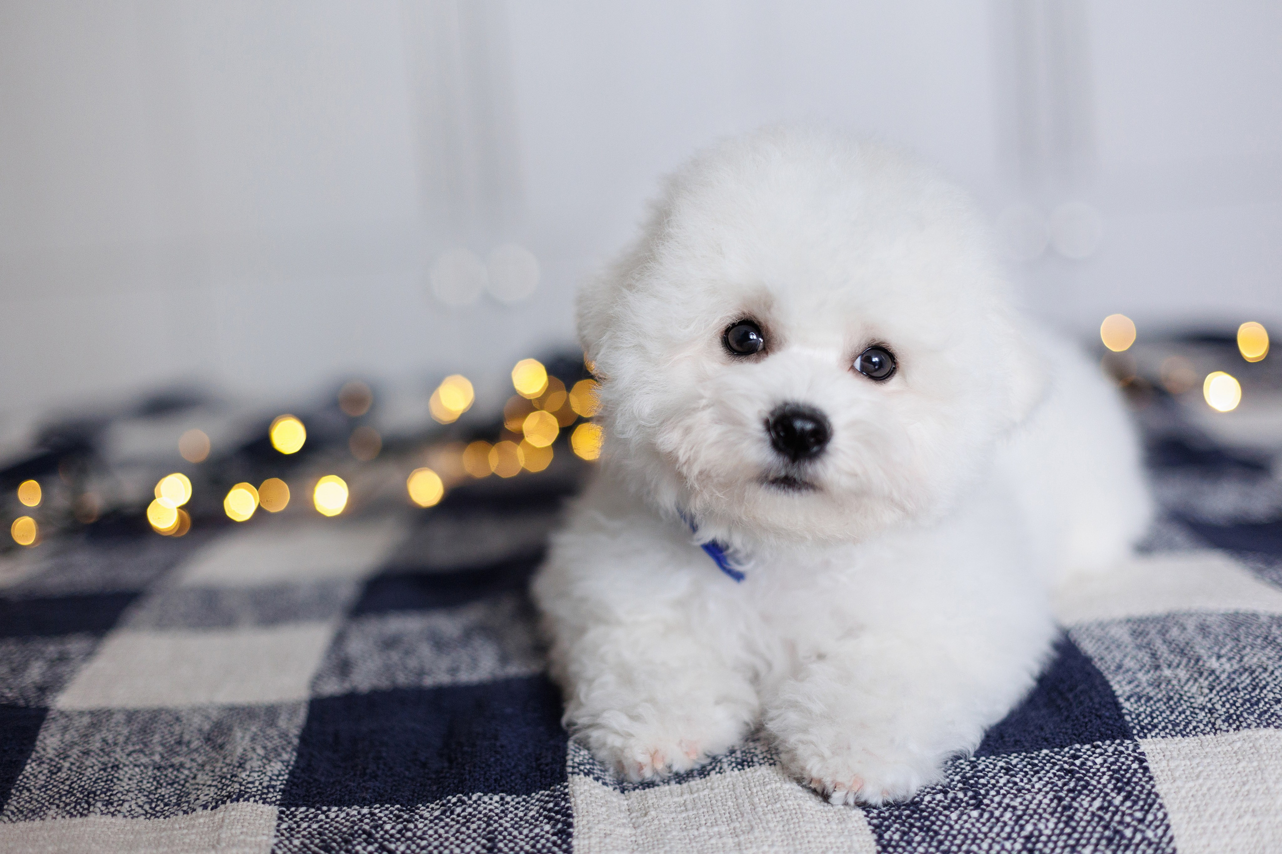 Sara's puppies. Семейный фотограф в Кишинёве Пулькина Ольга