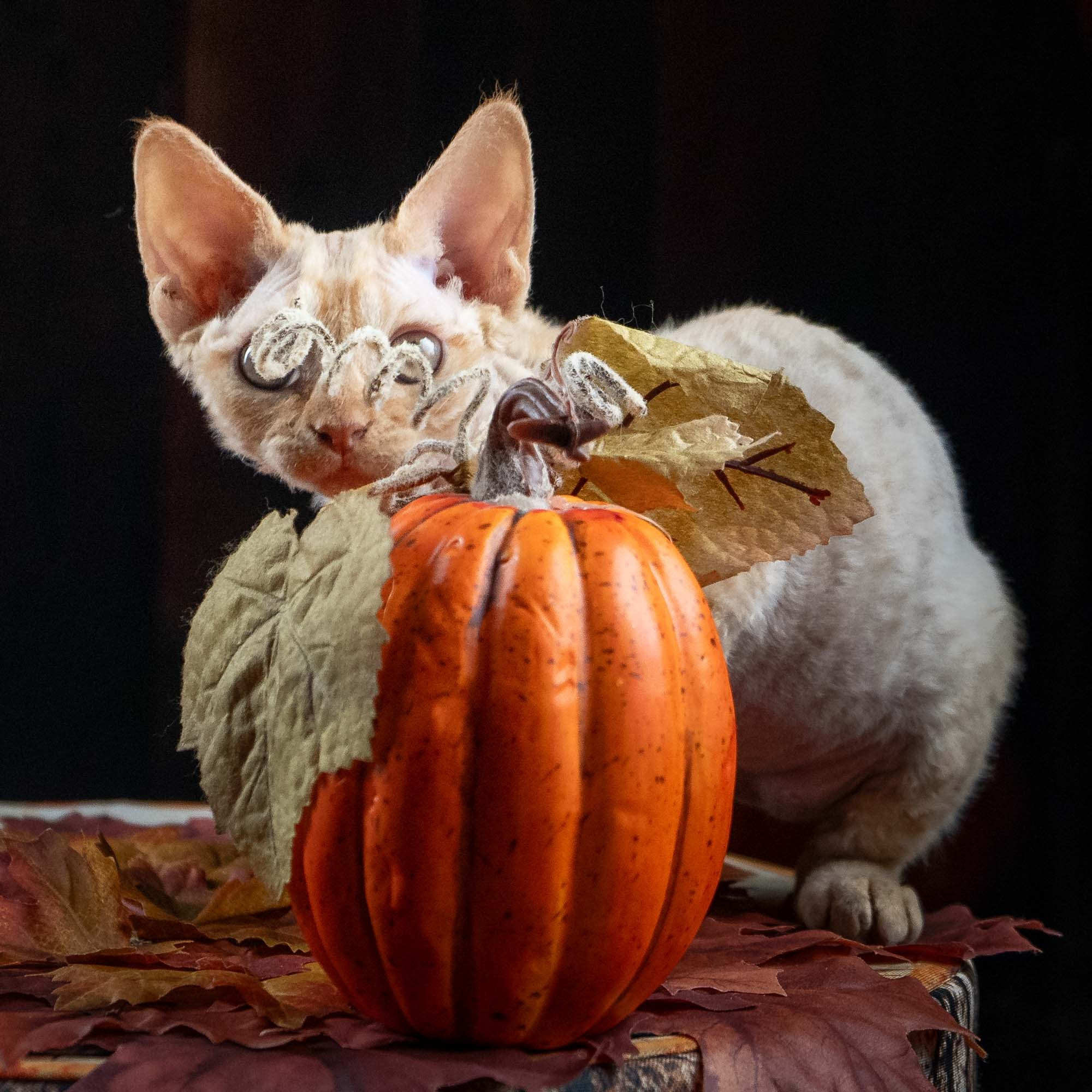 Dorito, boy, born on 06.06.24 SOLD. Devon Rex Pixie Cattery