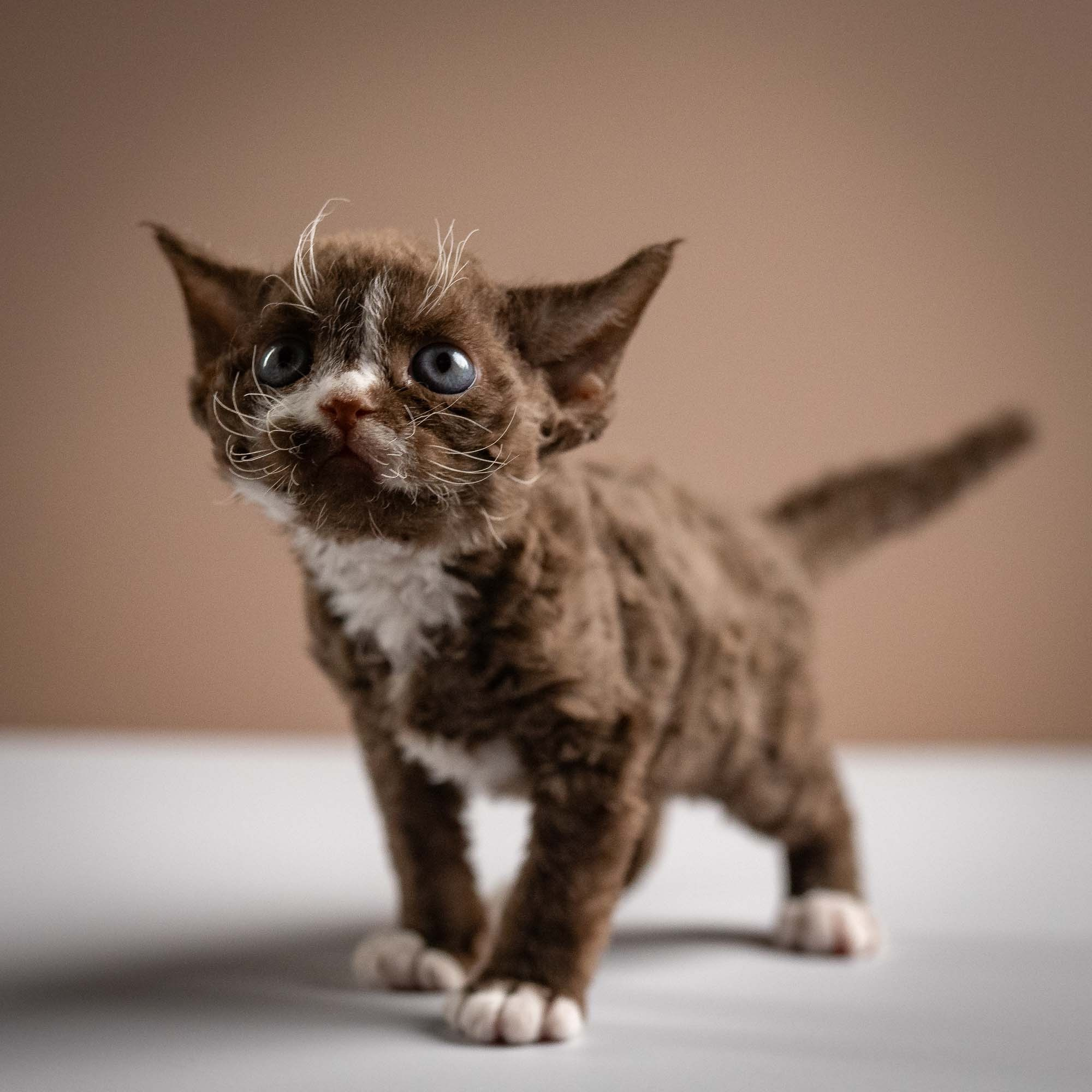 Preston, boy, born 02.11.26. Devon Rex Pixie Cattery