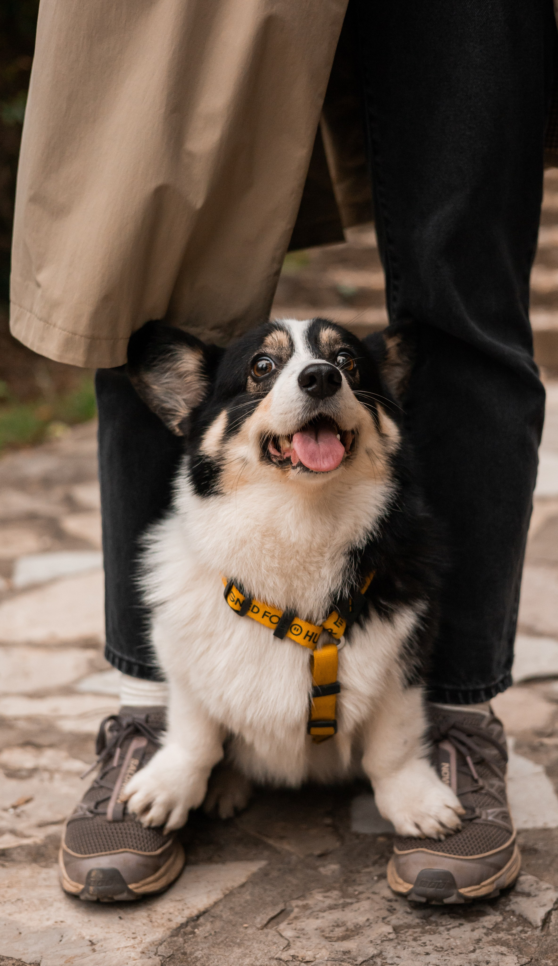Даня, Аня и Плюша. Фотограф-анималист | Белград