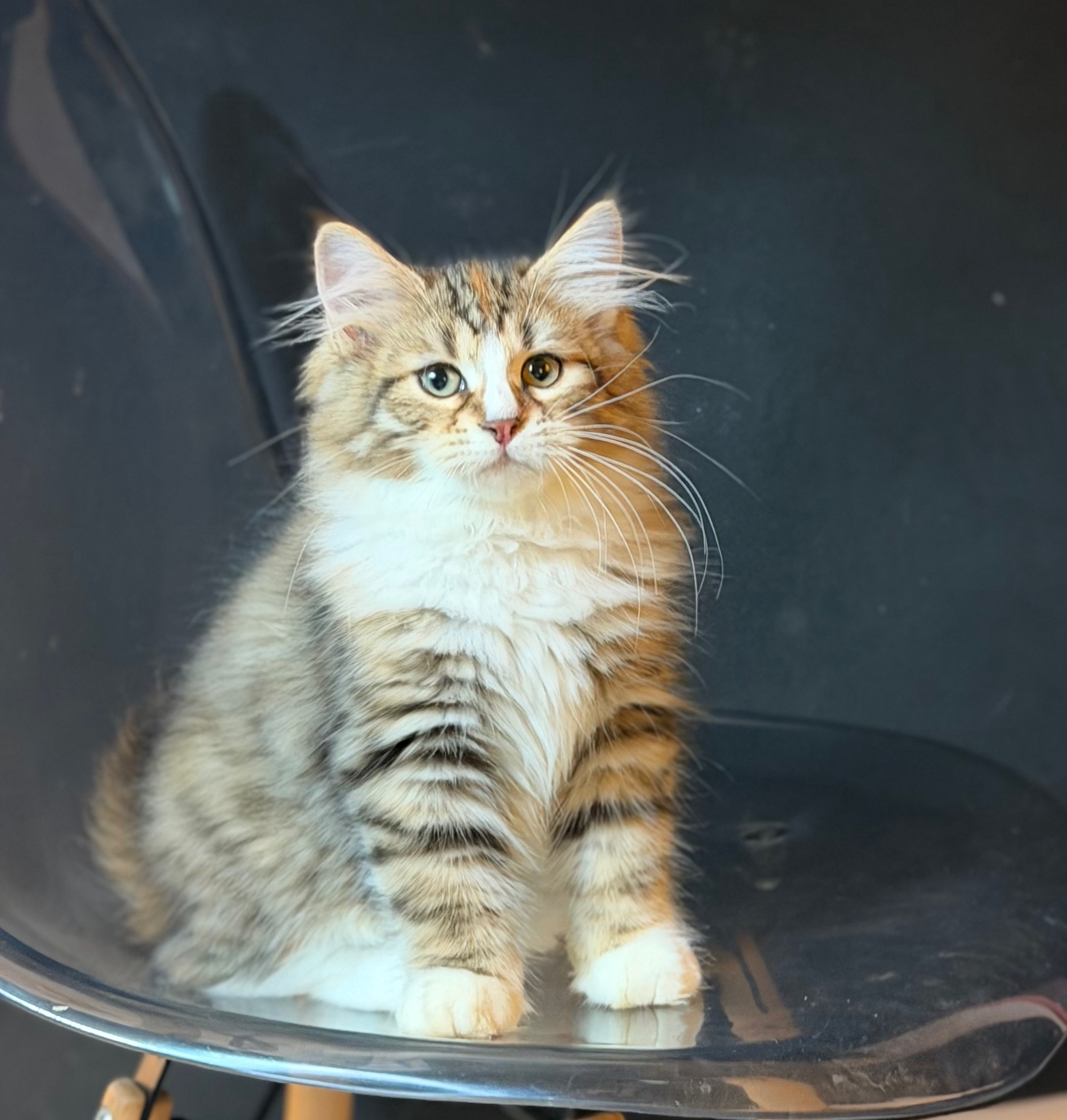 Eliza. LEMON GREEN SIBERIANS 香港西伯利亞貓舍