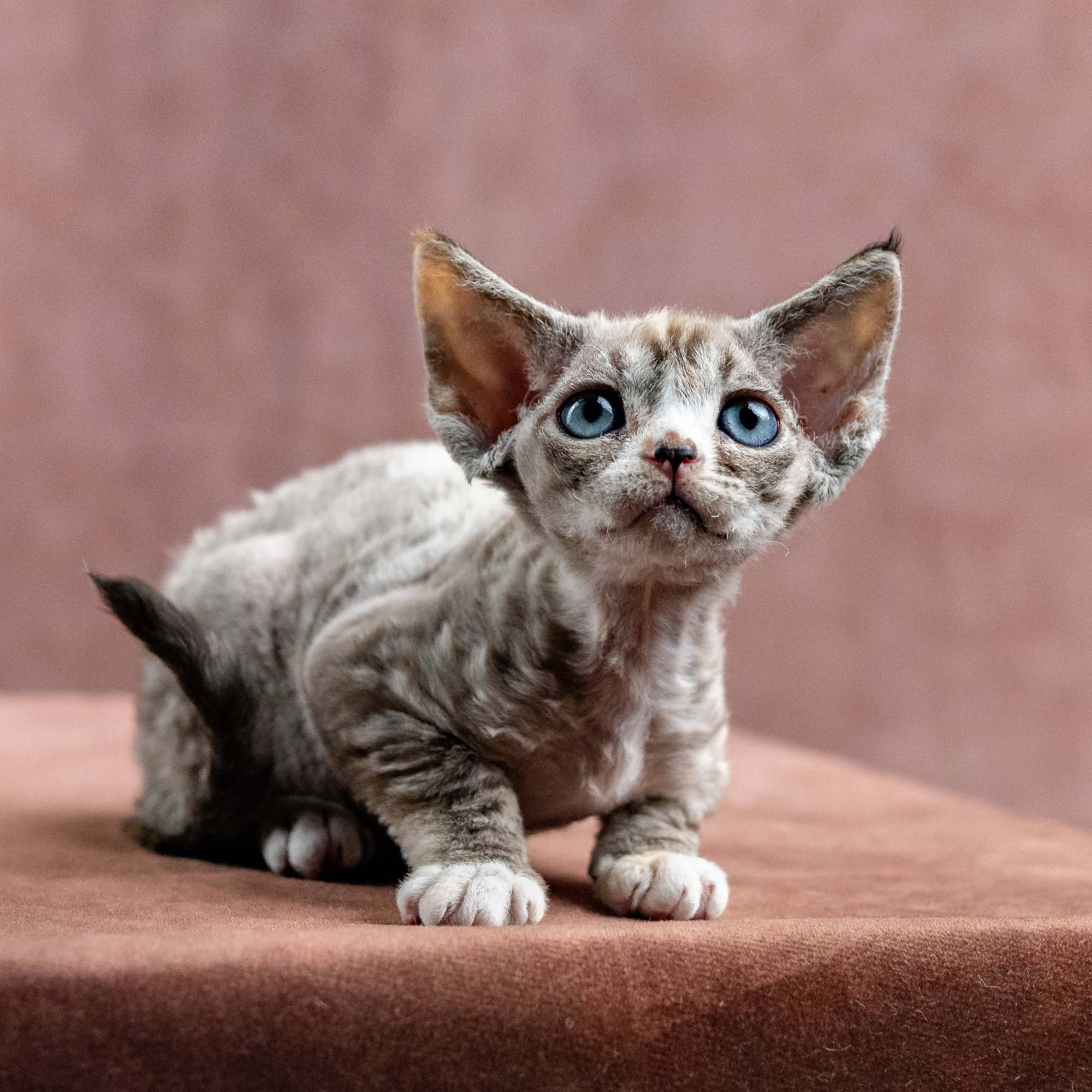 Kasia,  girl, born 07.02.2025. Devon Rex Pixie Cattery