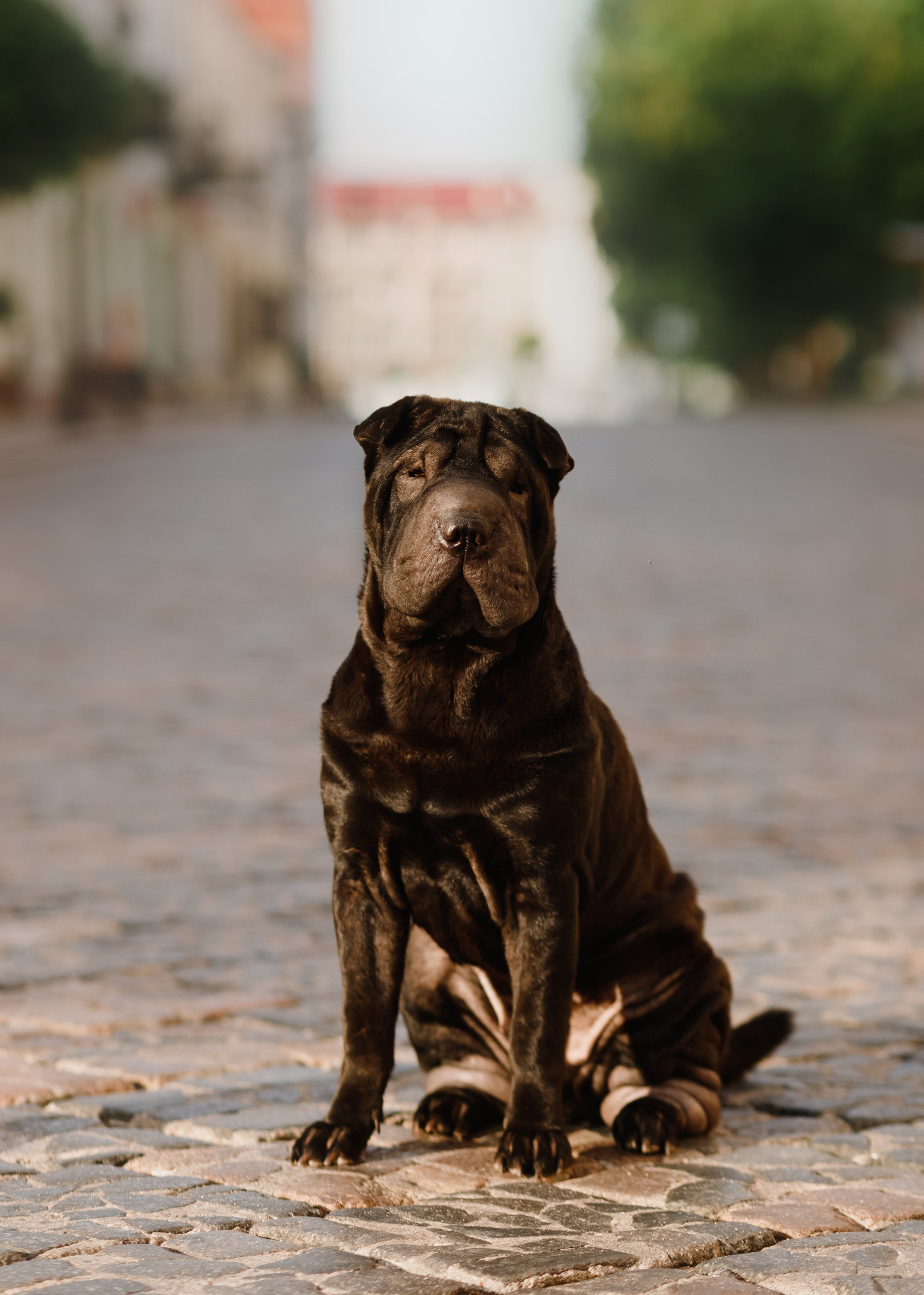 Shar pei in the city. Kaja | fotograf psów we Wrocławiu
