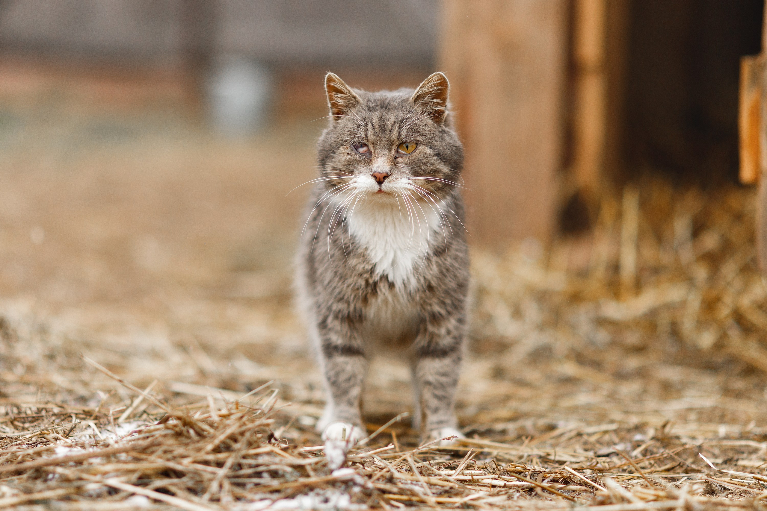 Winter stable. Kaja | fotograf psów we Wrocławiu
