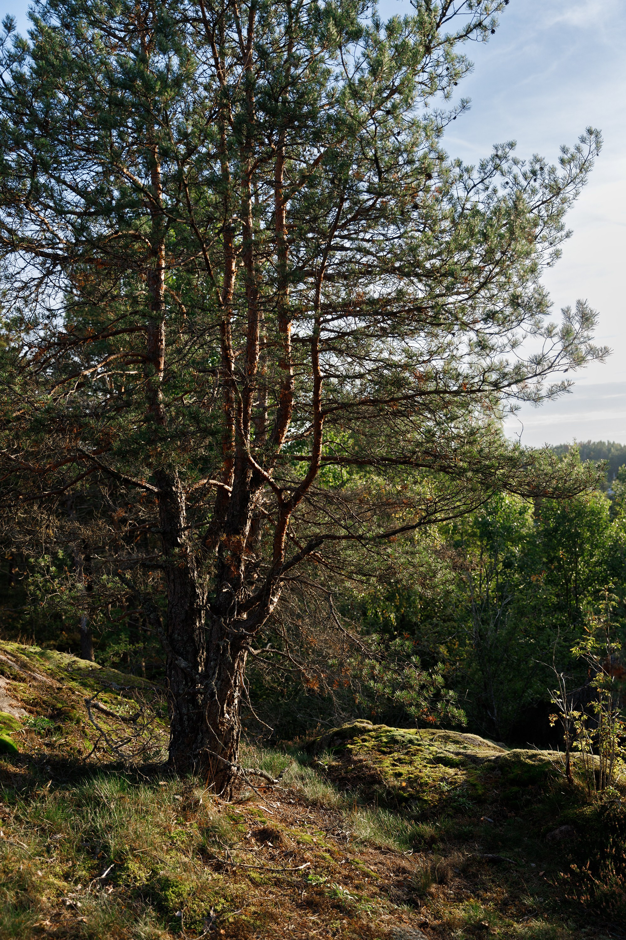Turku. Kaja | fotograf psów we Wrocławiu