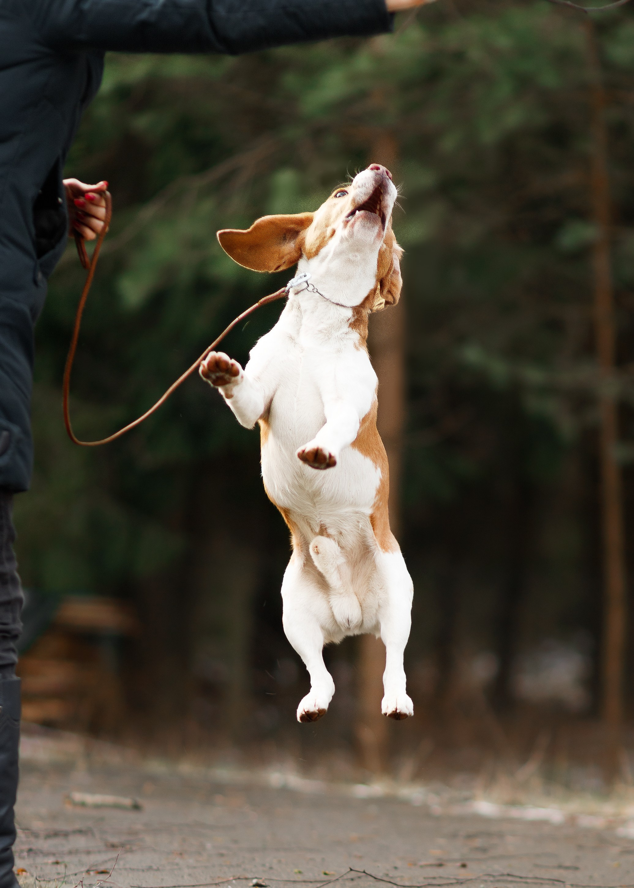 Corgi kennel & some other dogs in the forest. Kaja | fotograf psów we Wrocławiu