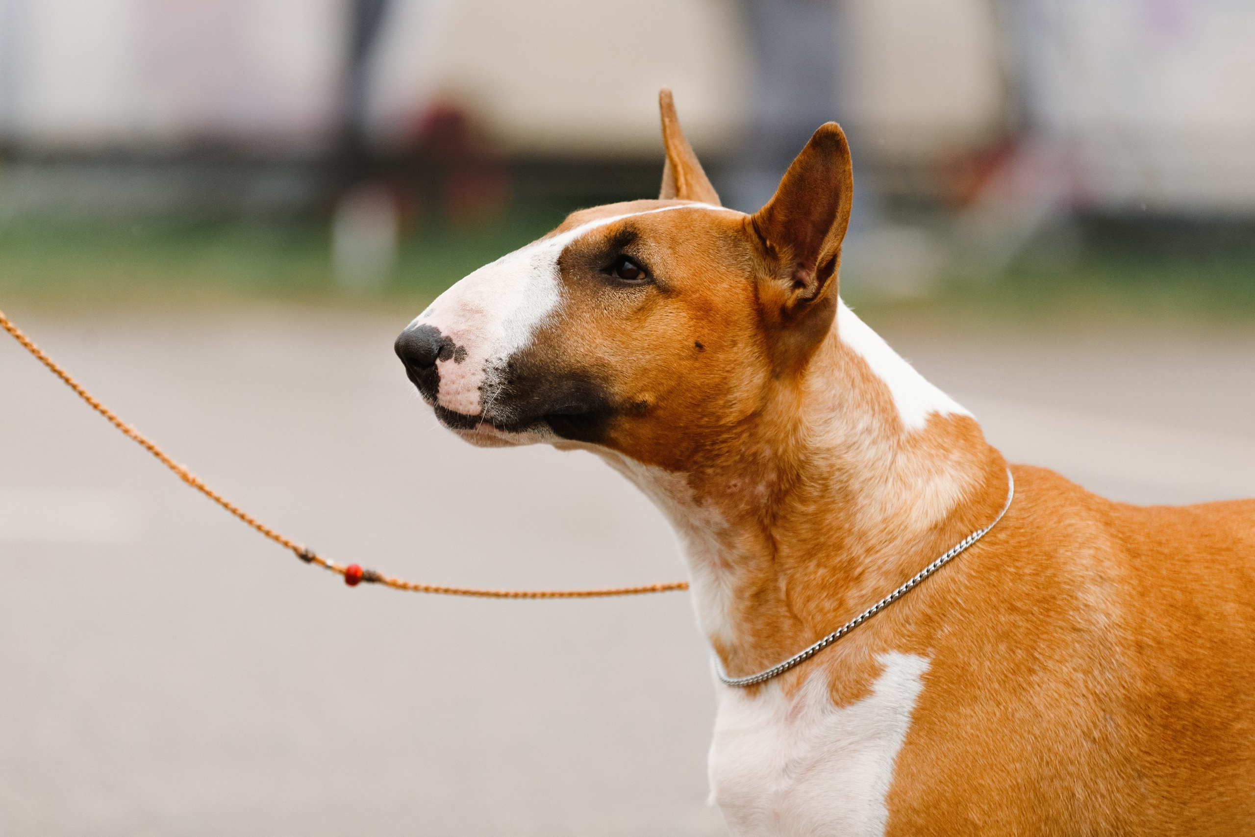Dog shows | the best ones. Kaja | fotograf psów we Wrocławiu