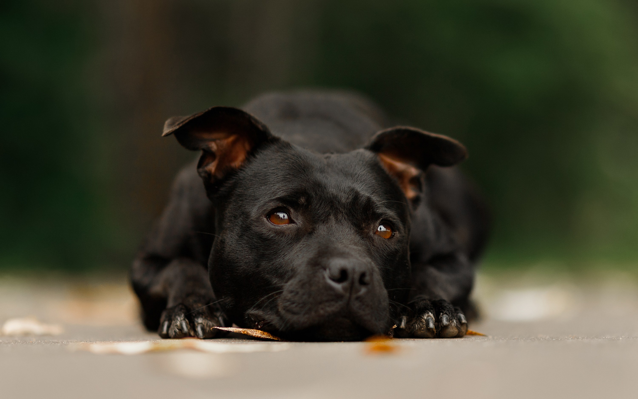 Staffy Yosia. Kaja | fotograf we Wrocławiu | ludzie i psy