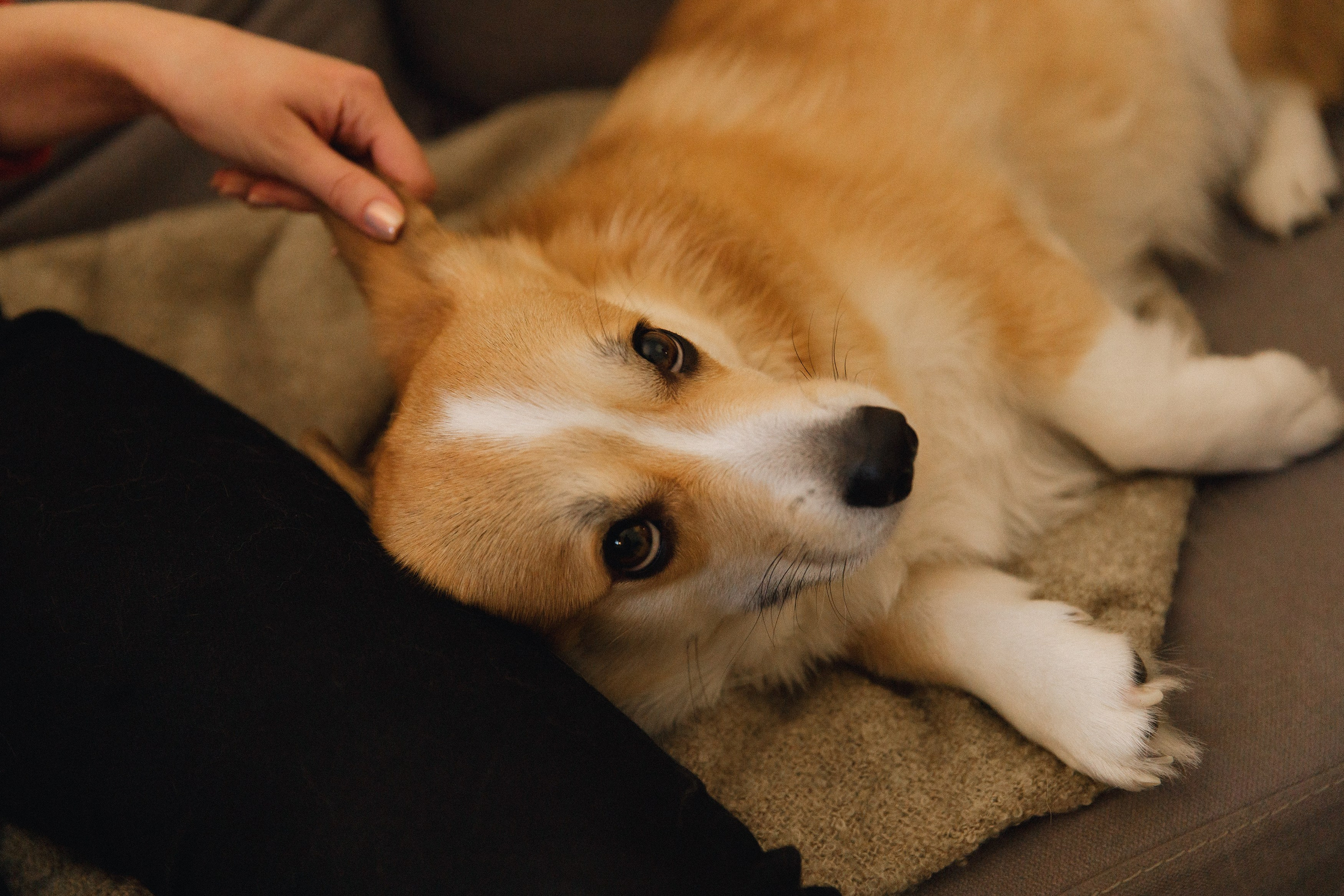 Dasha & Daisy. Kaja | fotograf psów we Wrocławiu