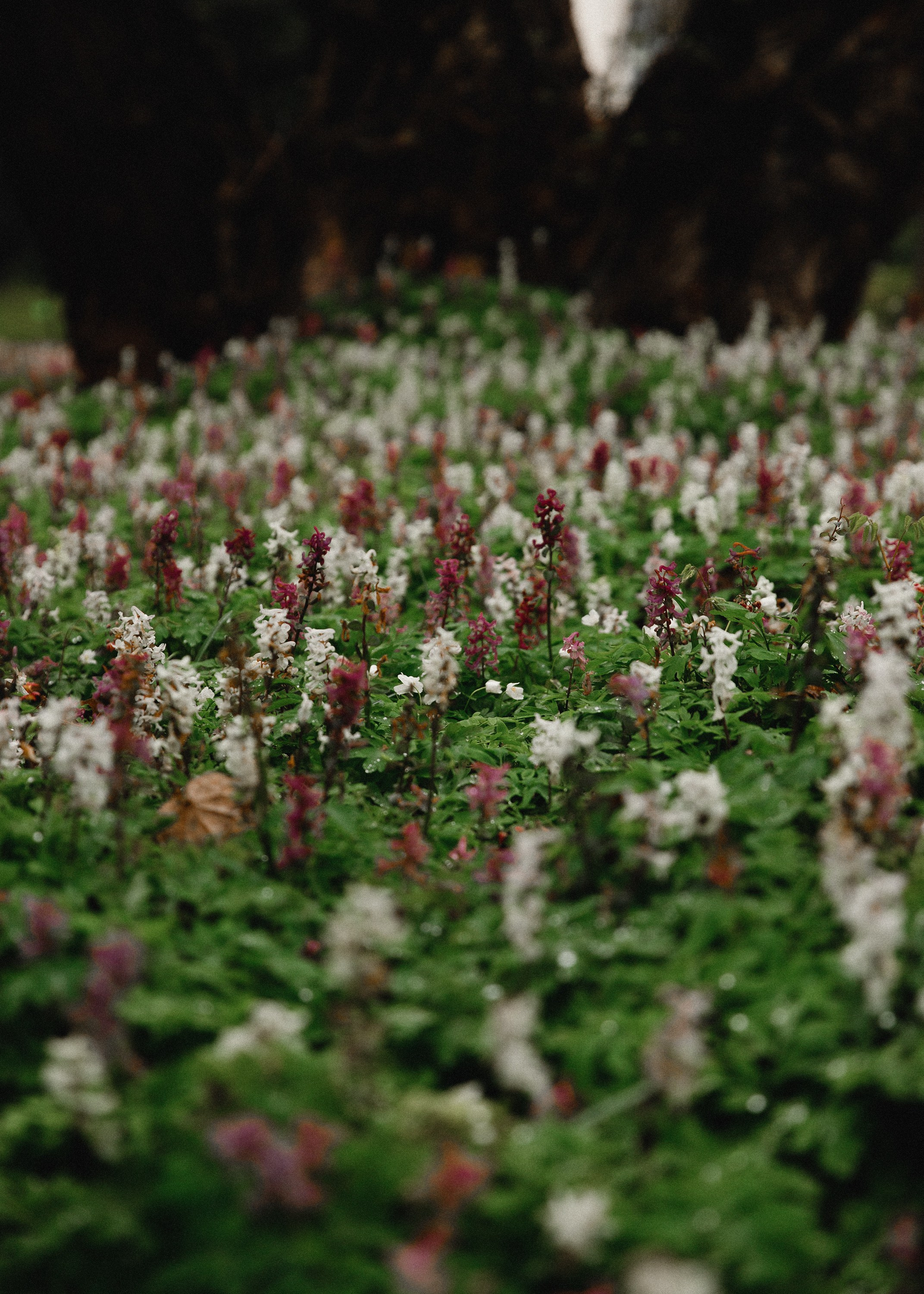 Botanical garden in Wroclaw. Kaja | fotograf we Wrocławiu | ludzie i psy