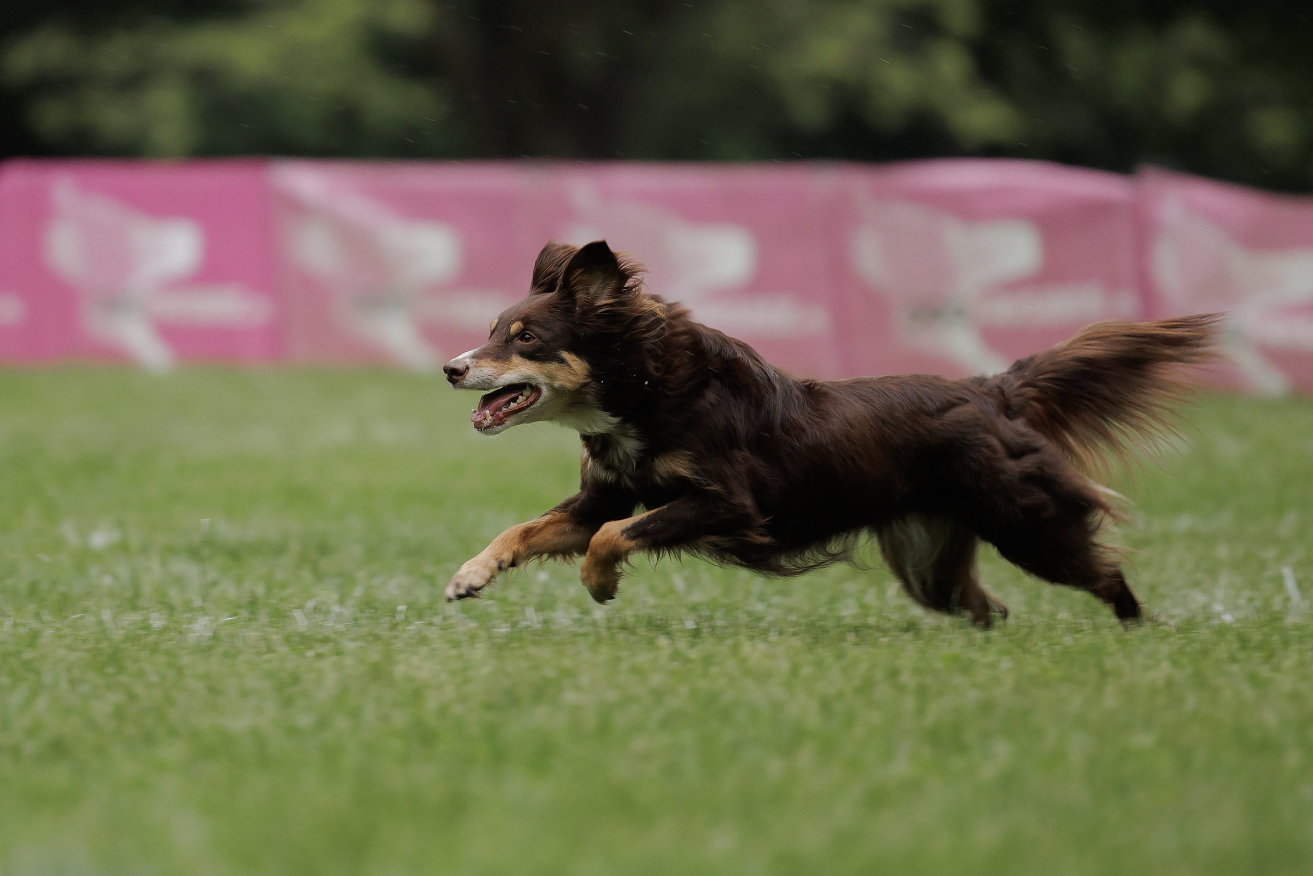Latające psy, Wrocław'25. Kaja | fotograf psów we Wrocławiu