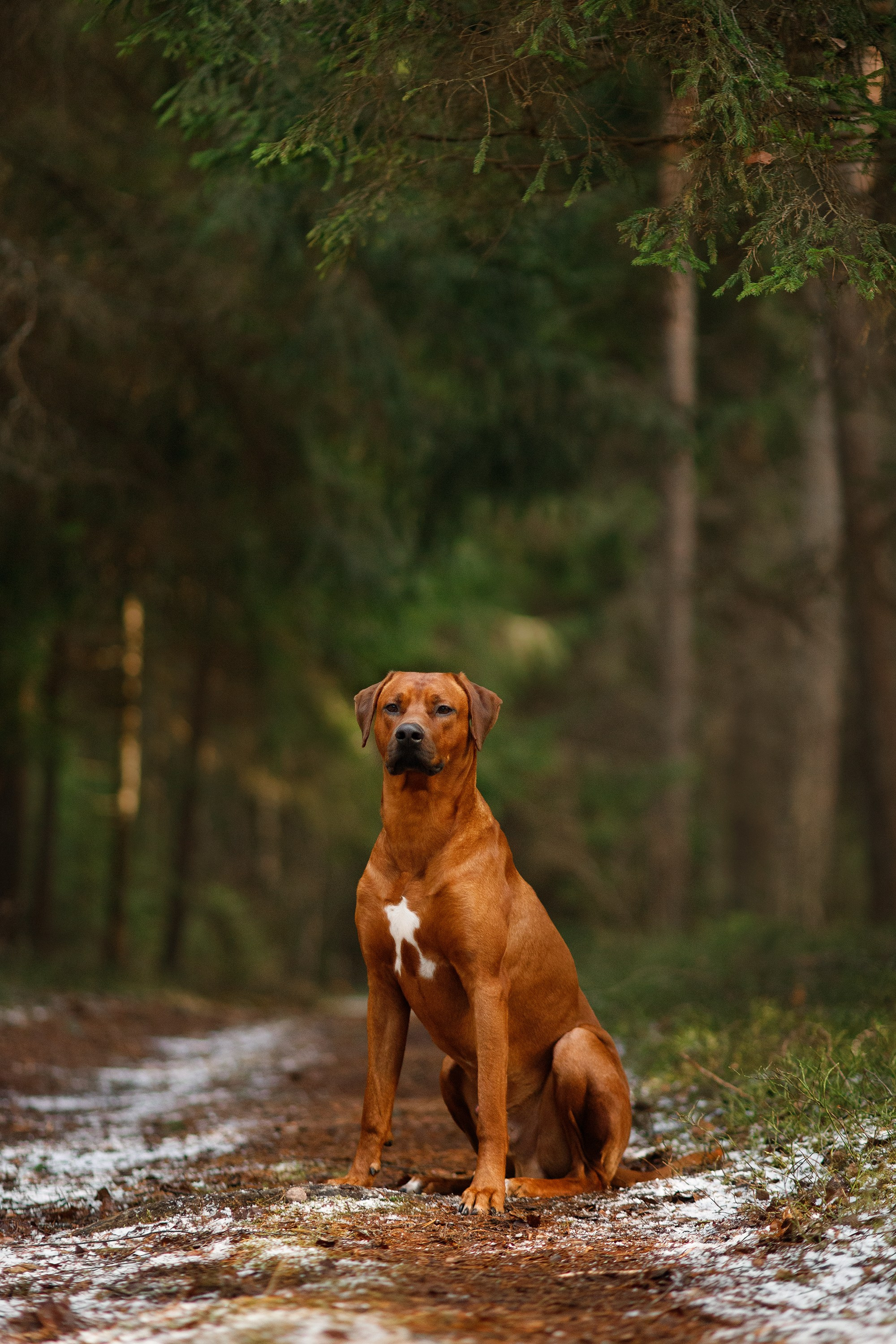 Corgi kennel & some other dogs in the forest. Kaja | fotograf psów we Wrocławiu